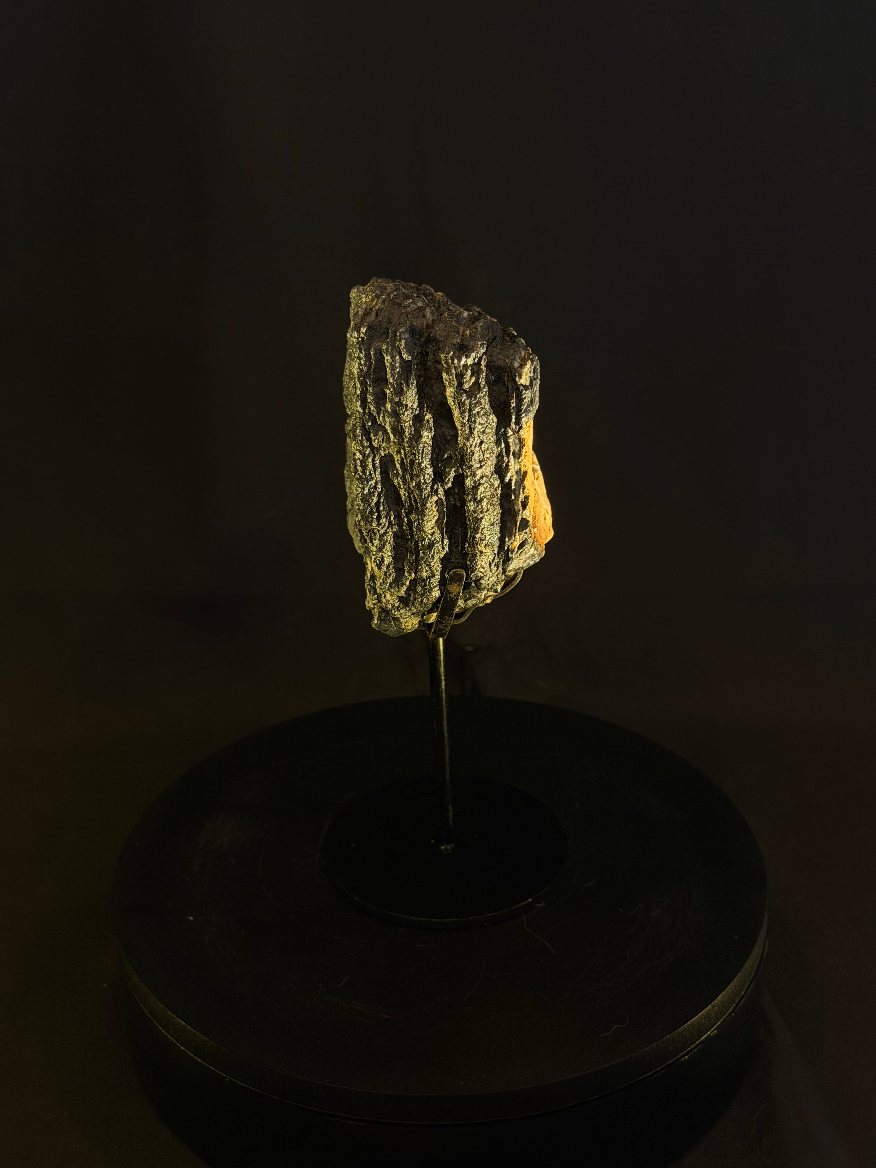 Columbian Mammoth Tooth
