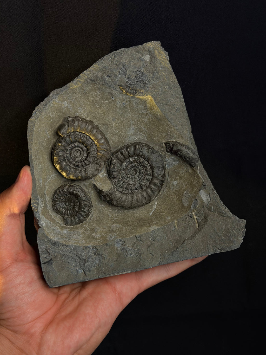 Jurassic Ammonites - Dorset’s Jurassic Coast, UK