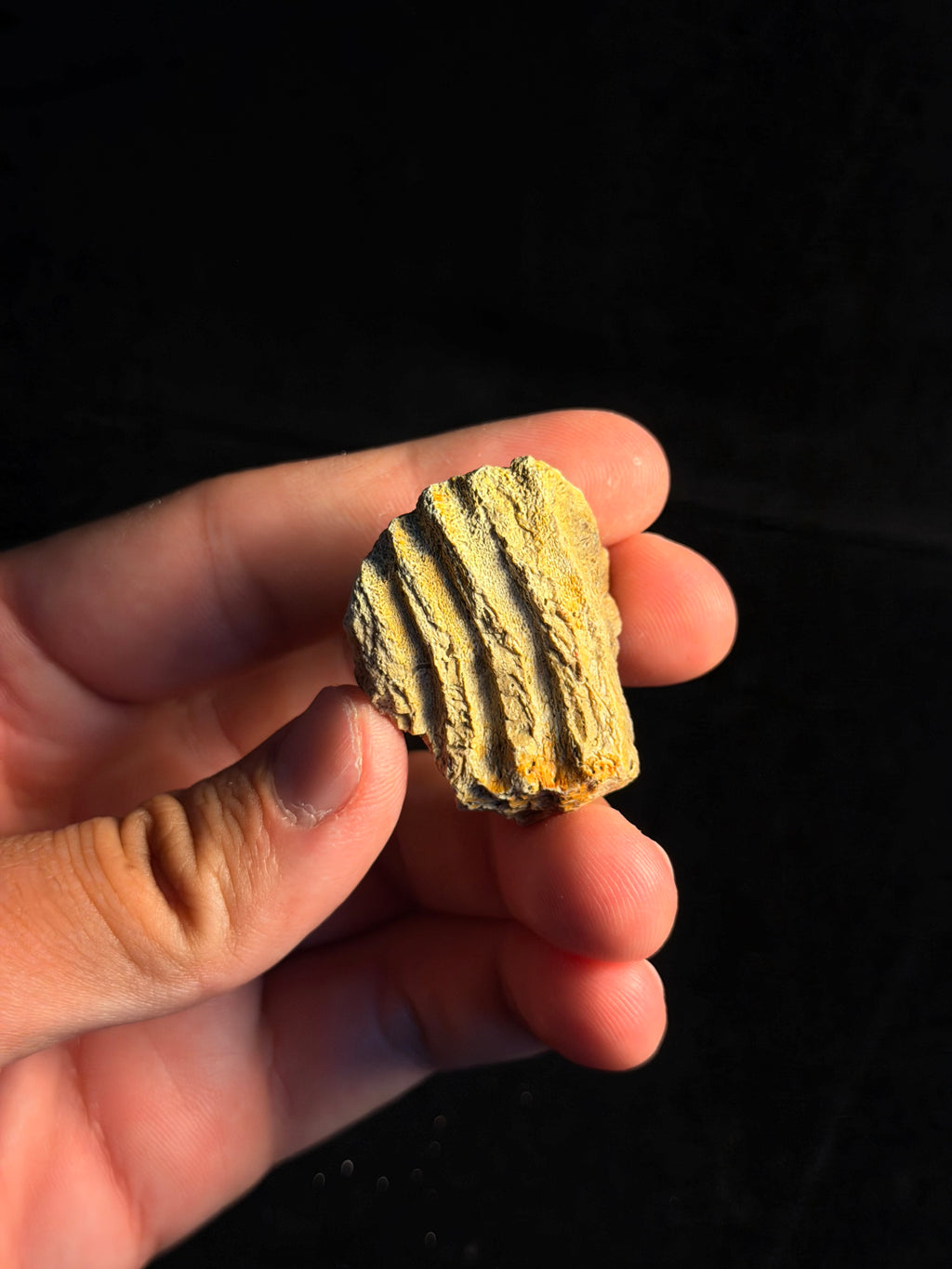 Hadrosaur (Edmontosaurus) Jaw – 1.57" – Hell Creek Formation, Montana
