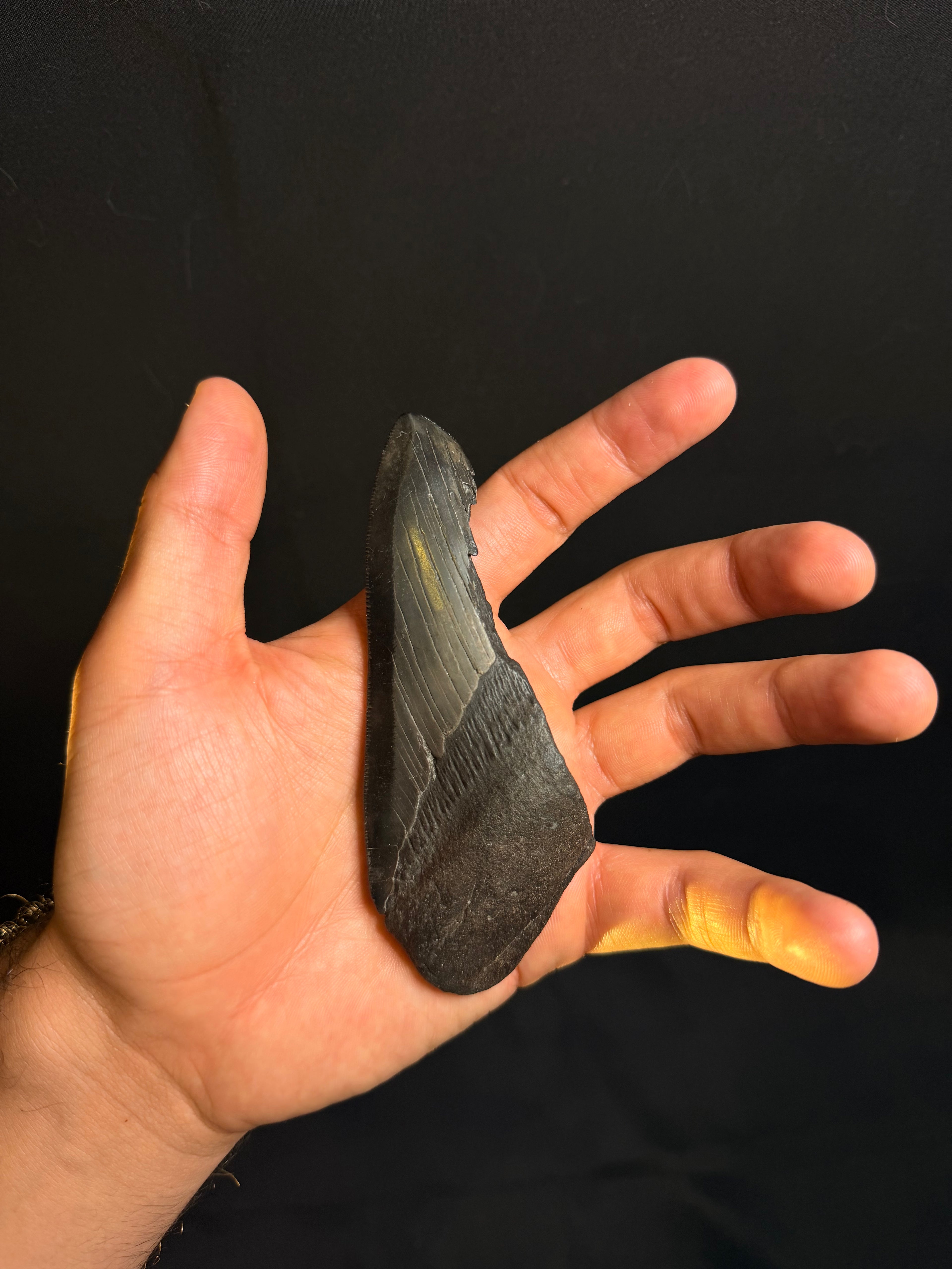 Megalodon Tooth Fragment - Ledge, North Carolina