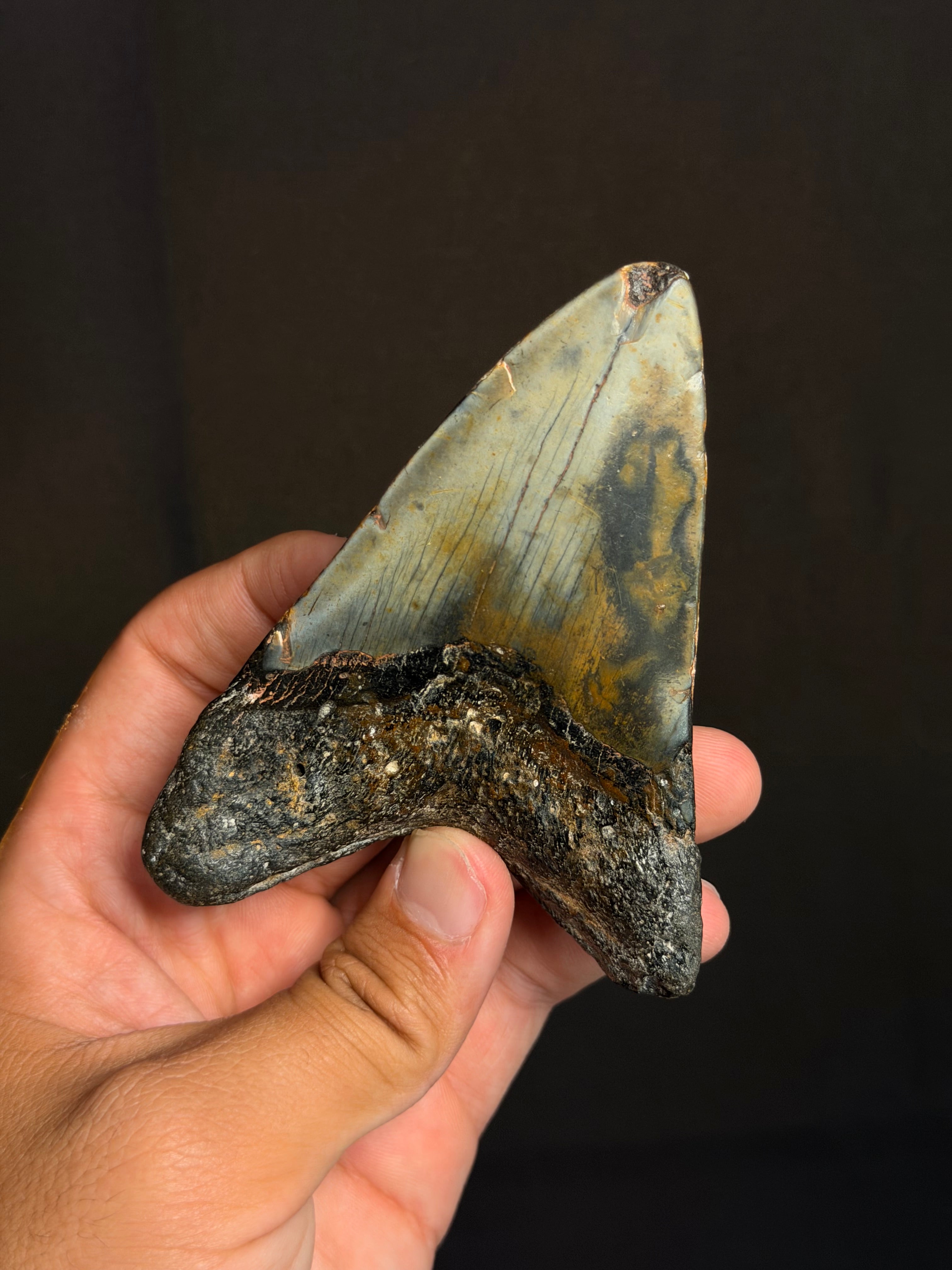 Megalodon Tooth - 4.14" - Ledge, North Carolina