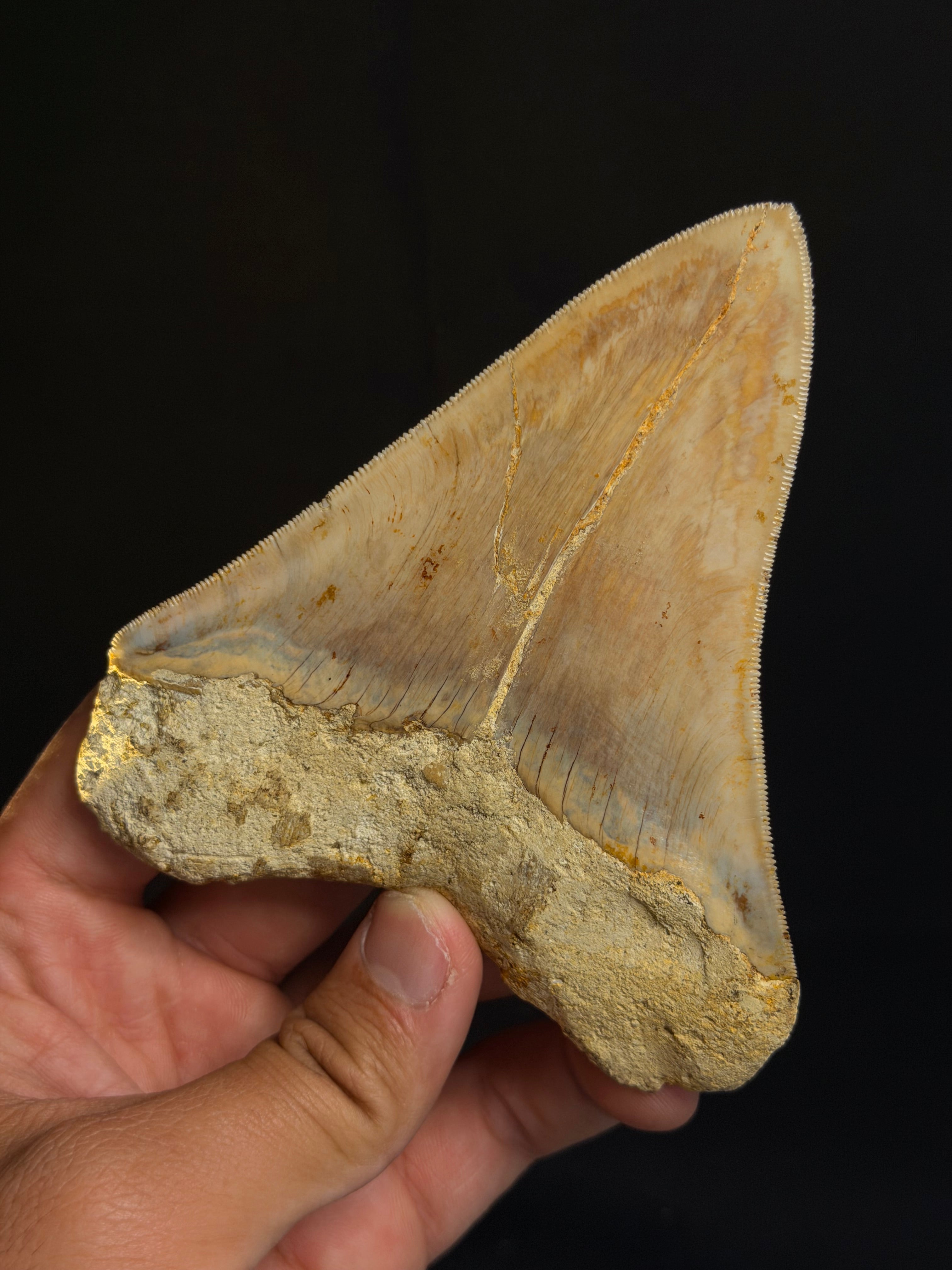 Megalodon Tooth – 4.65” – Indonesia