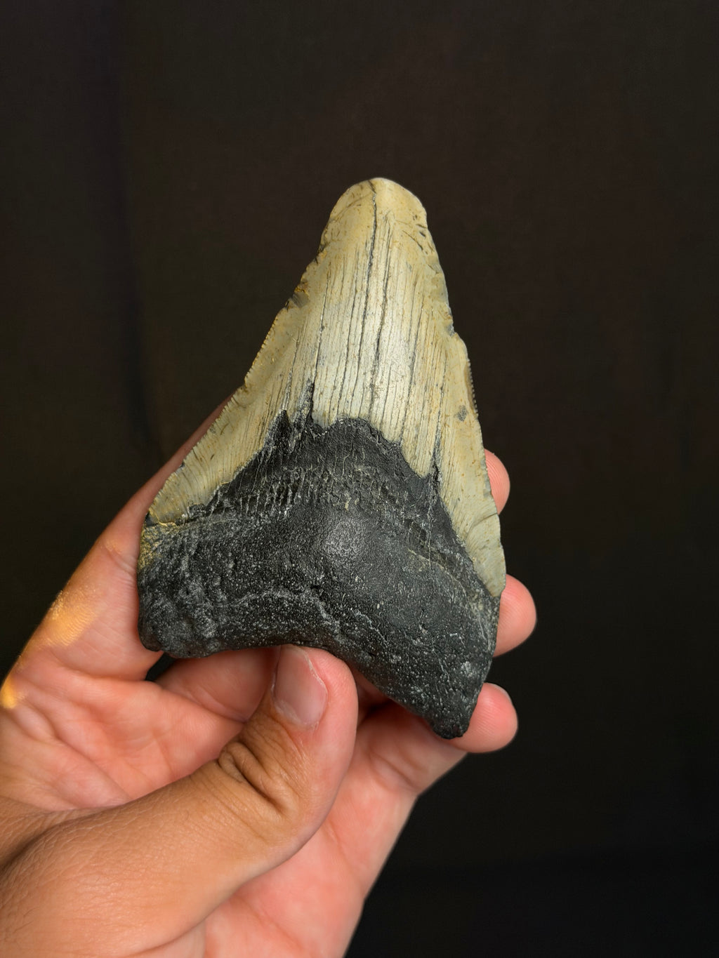 Megalodon Tooth - 4.29" - Ledge, North Carolina