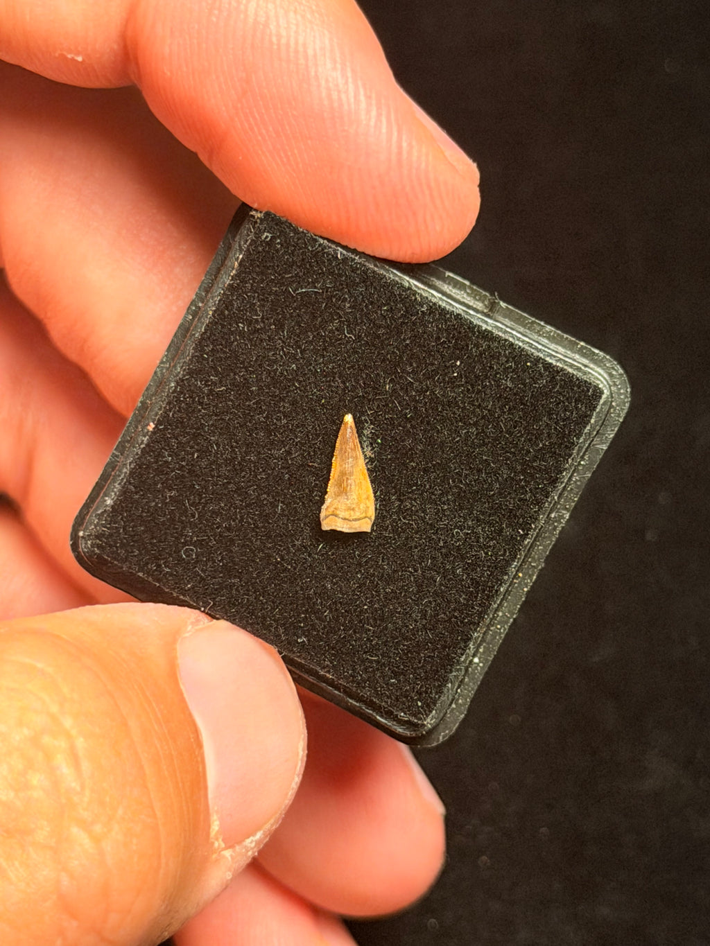 Richardoestesia Tooth – 0.30" – Hell Creek Formation, Montana