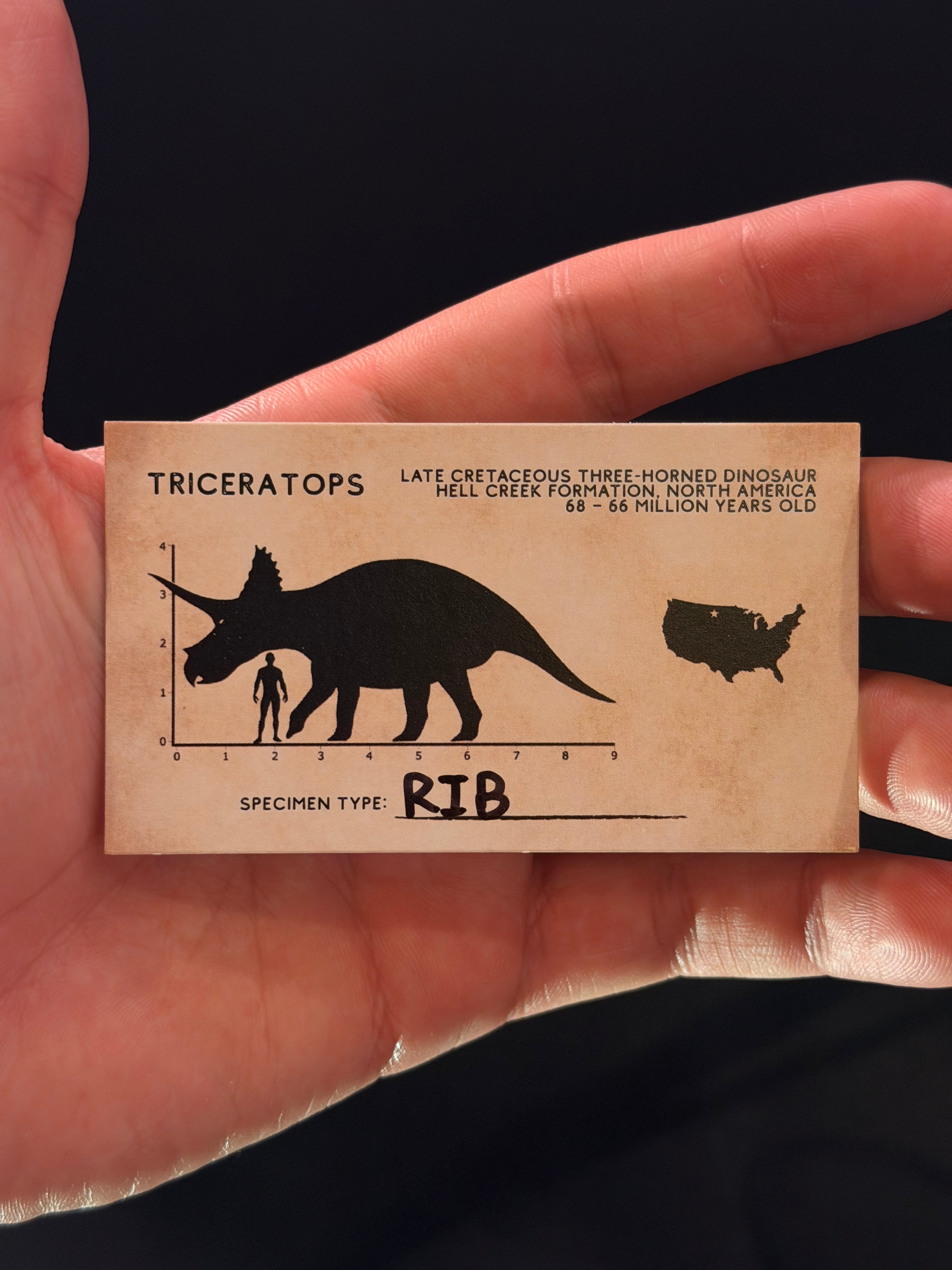 Triceratops Rib - 4.88” - Hell Creek Formation