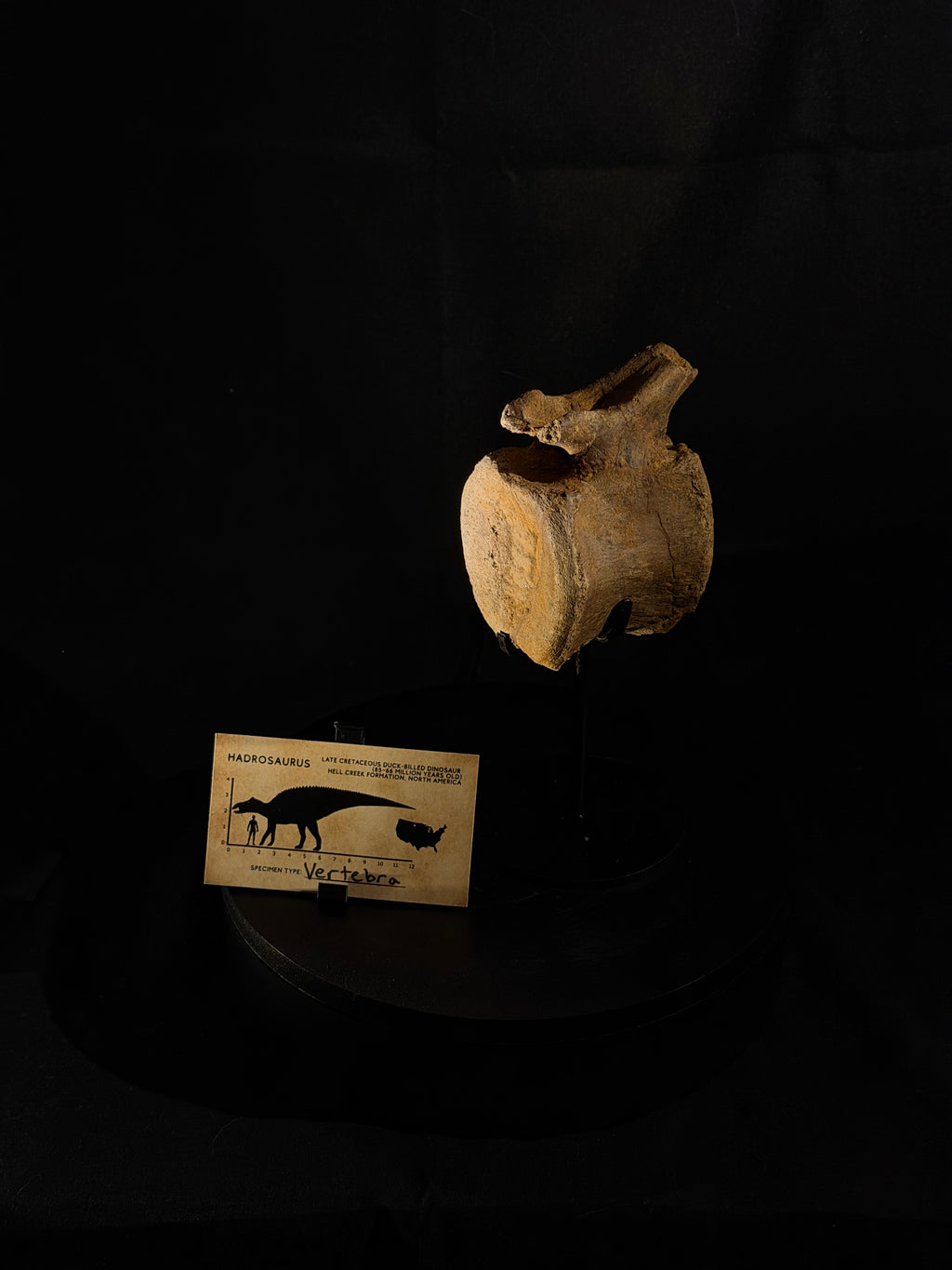Hadrosaur Tail Vertebra - Hell Creek Formation