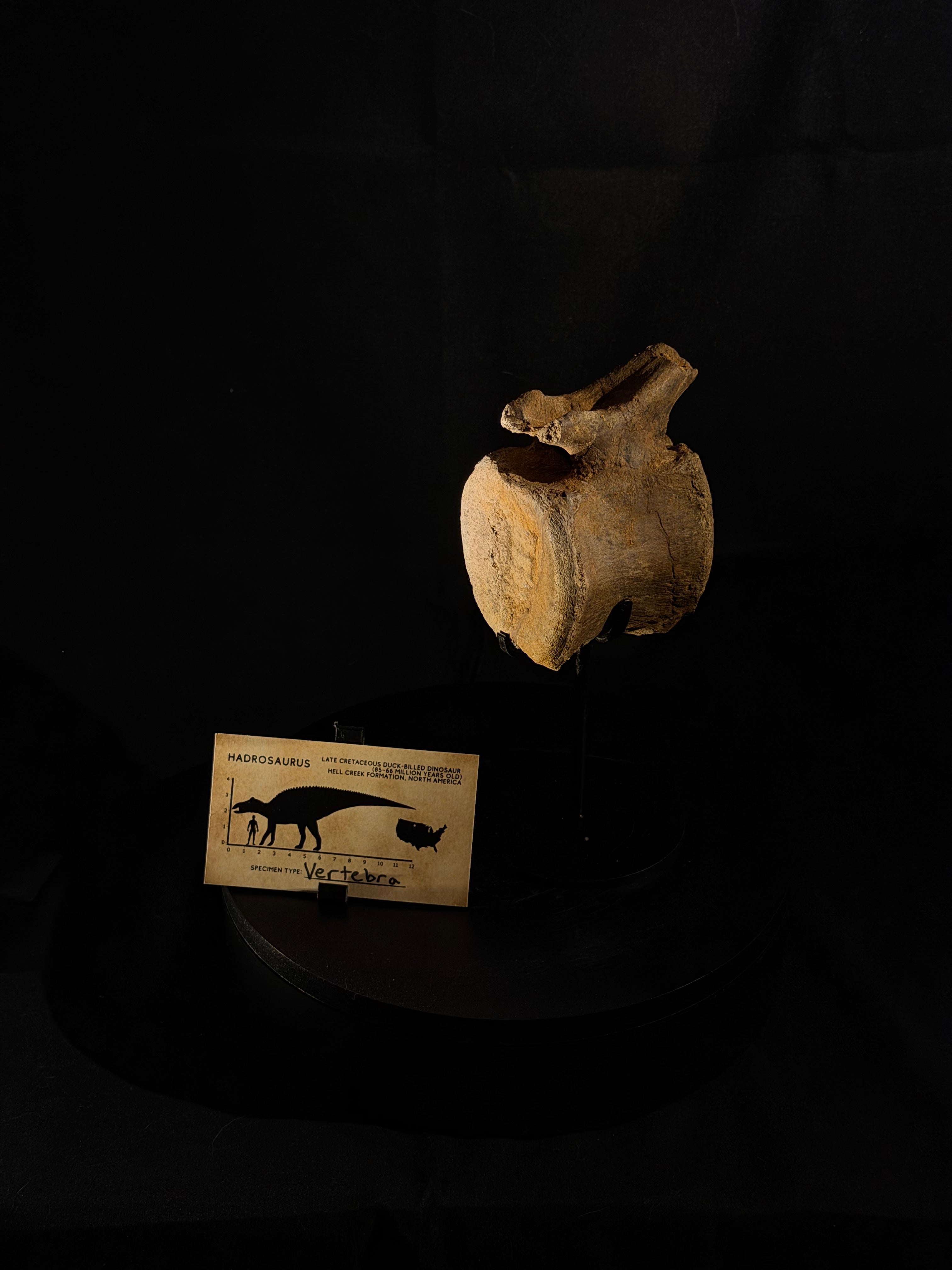 Hadrosaur Tail Vertebra - Hell Creek Formation