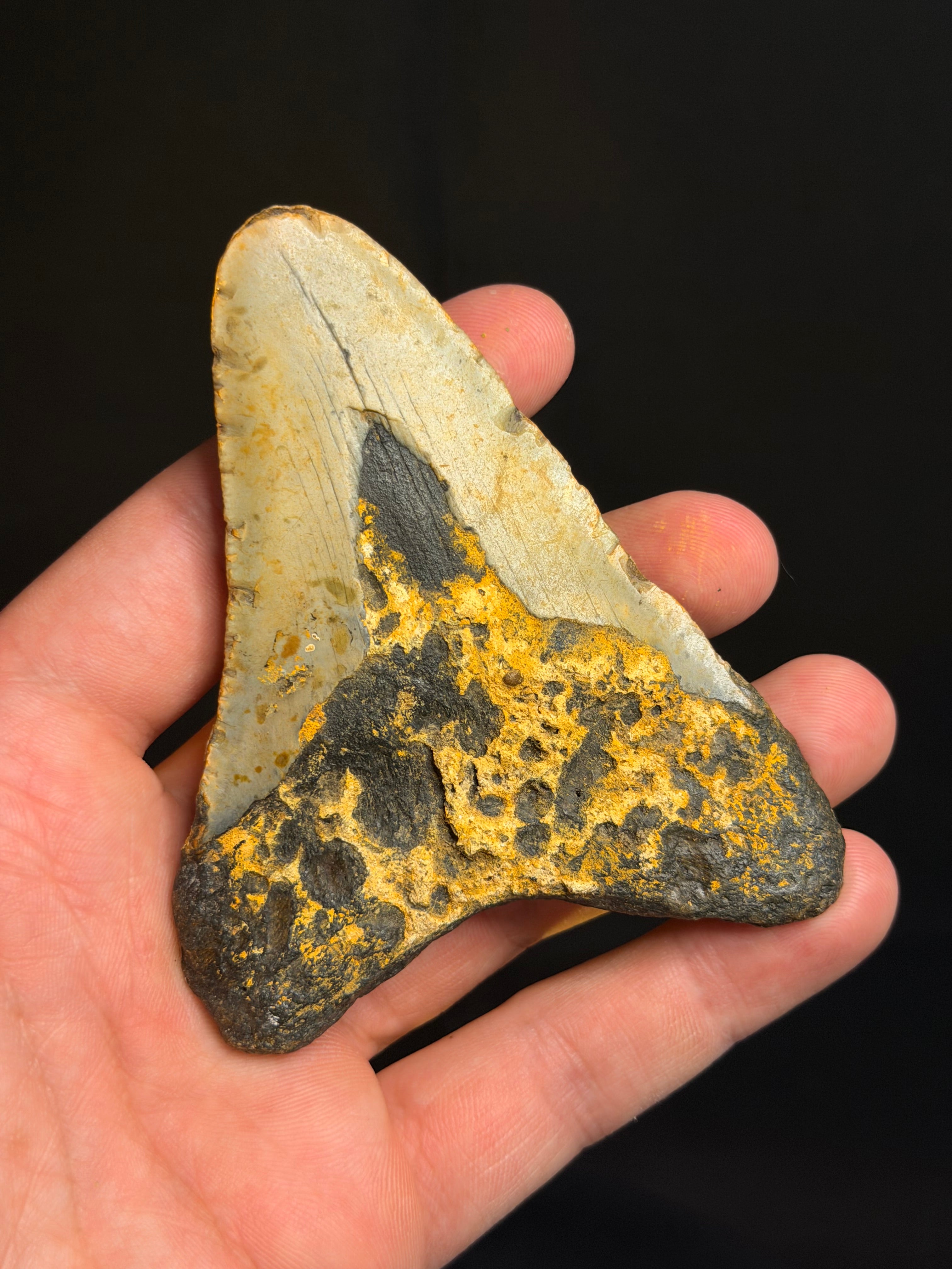 Megalodon Tooth - 3.93" - Ledge, North Carolina