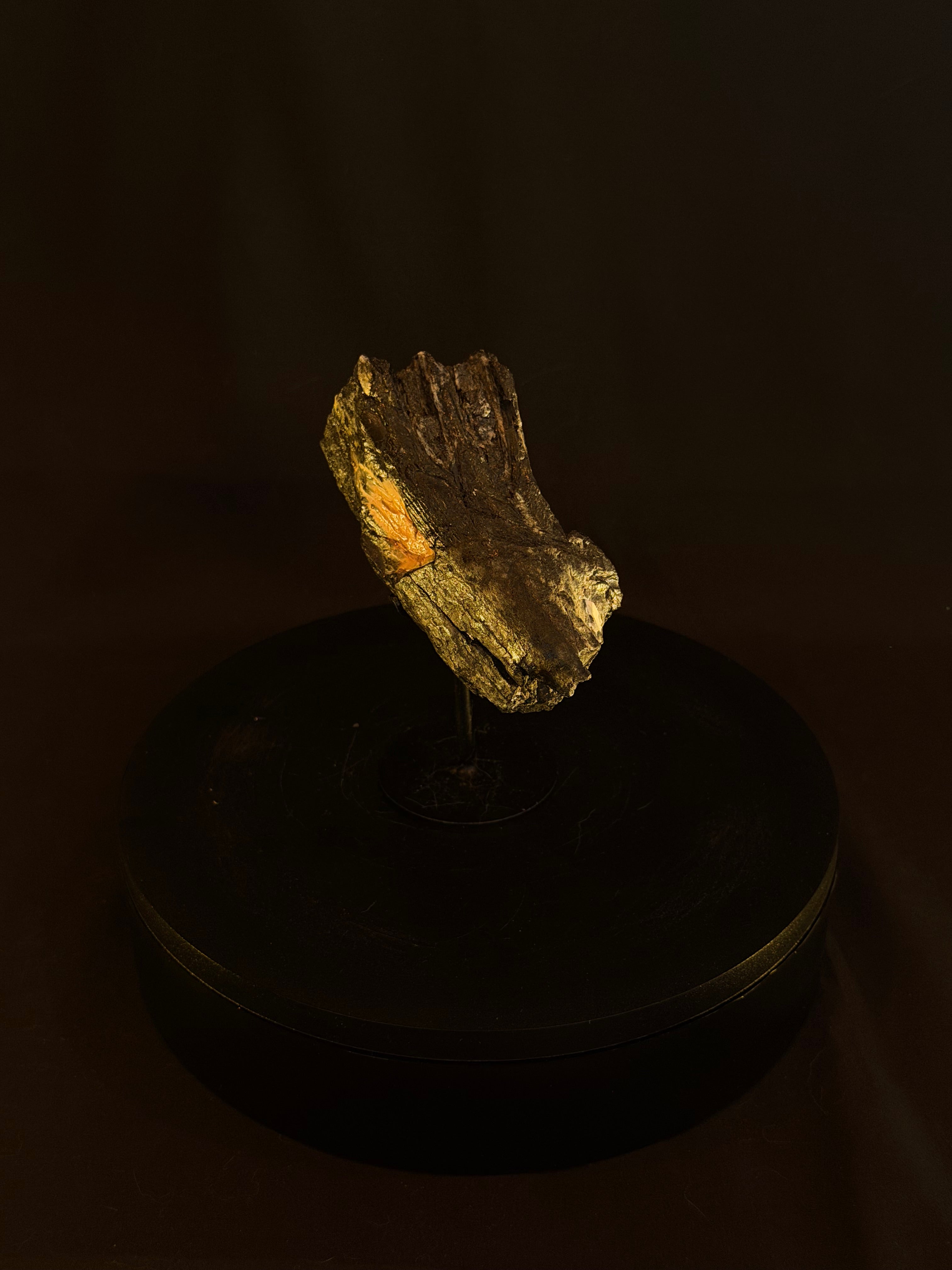 Columbian Mammoth Tooth