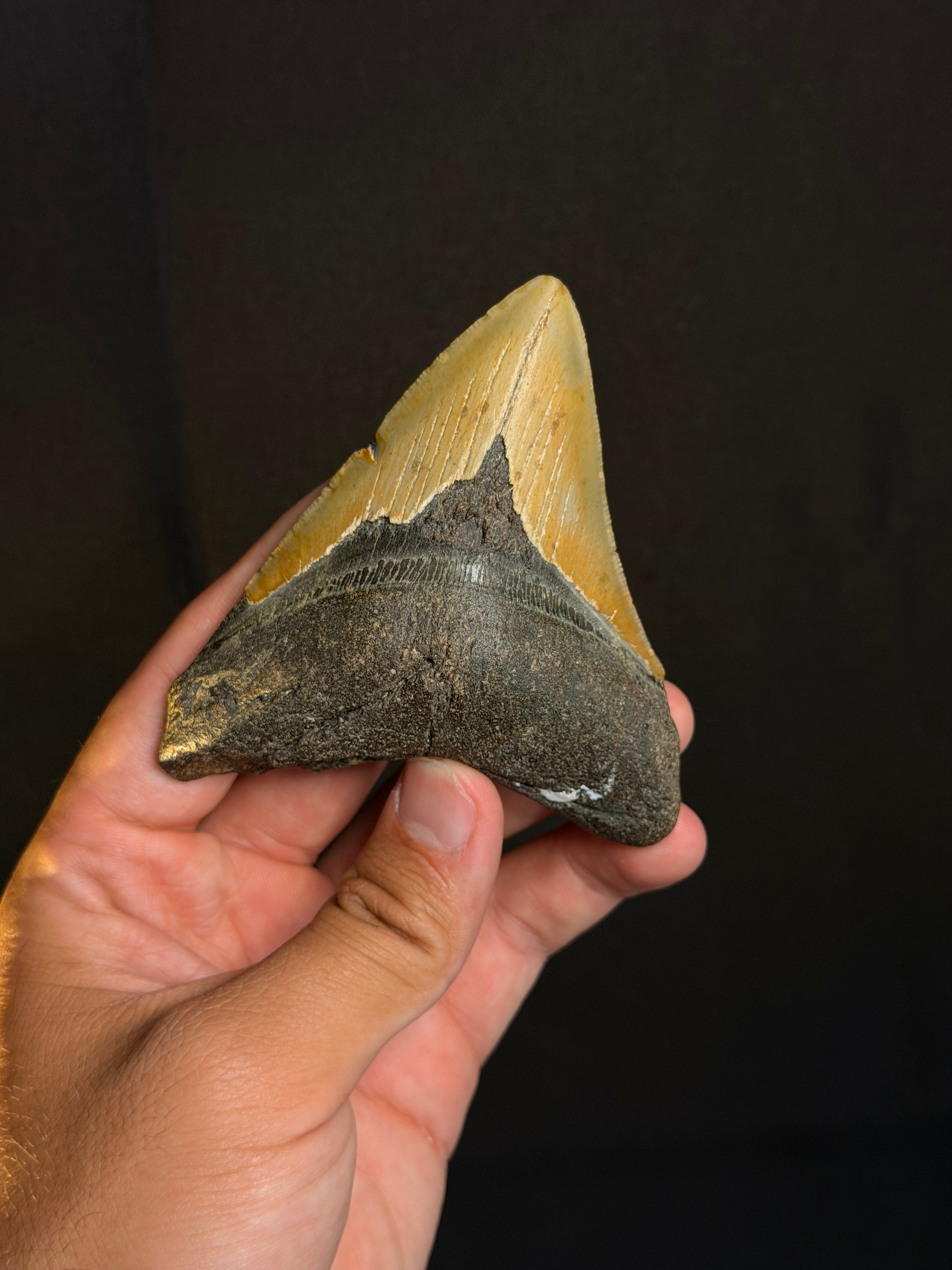 Megalodon Tooth - 3.81" - Ledge, North Carolina