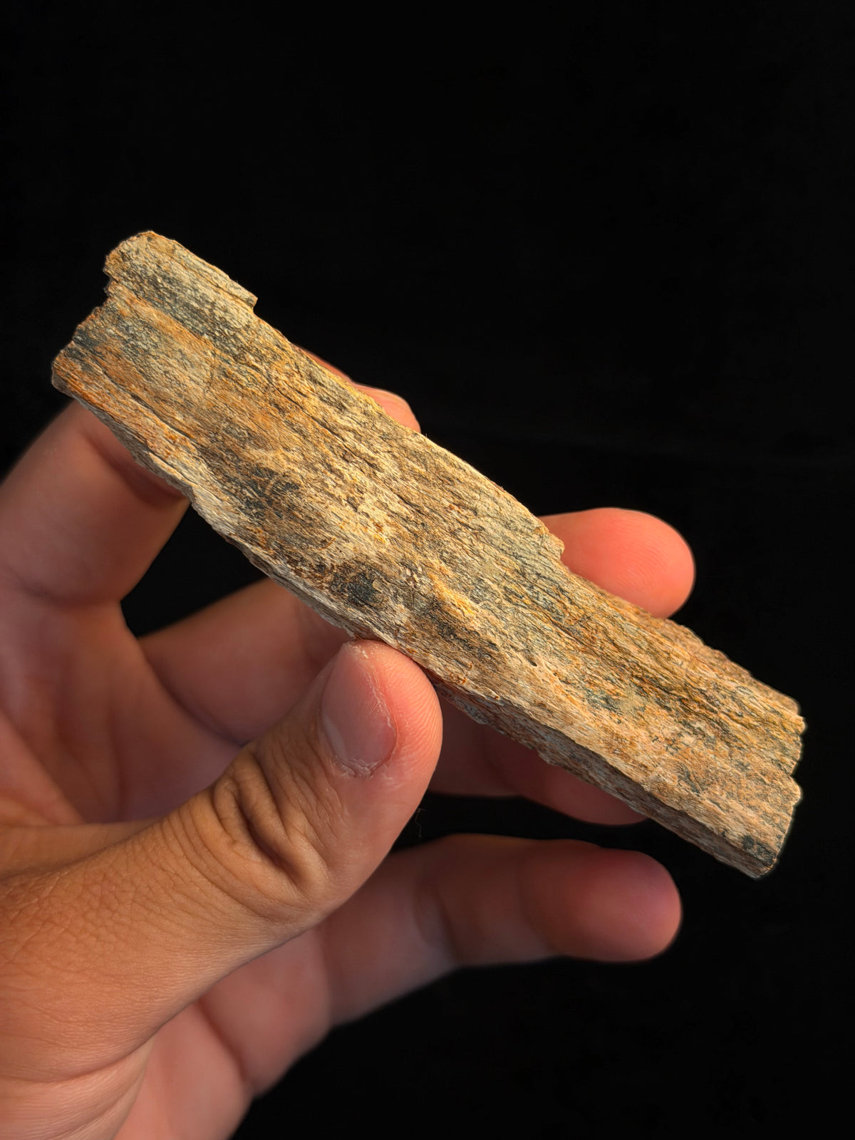Triceratops Rib with Predation Marks – 4.20" – Hell Creek Formation, Montana