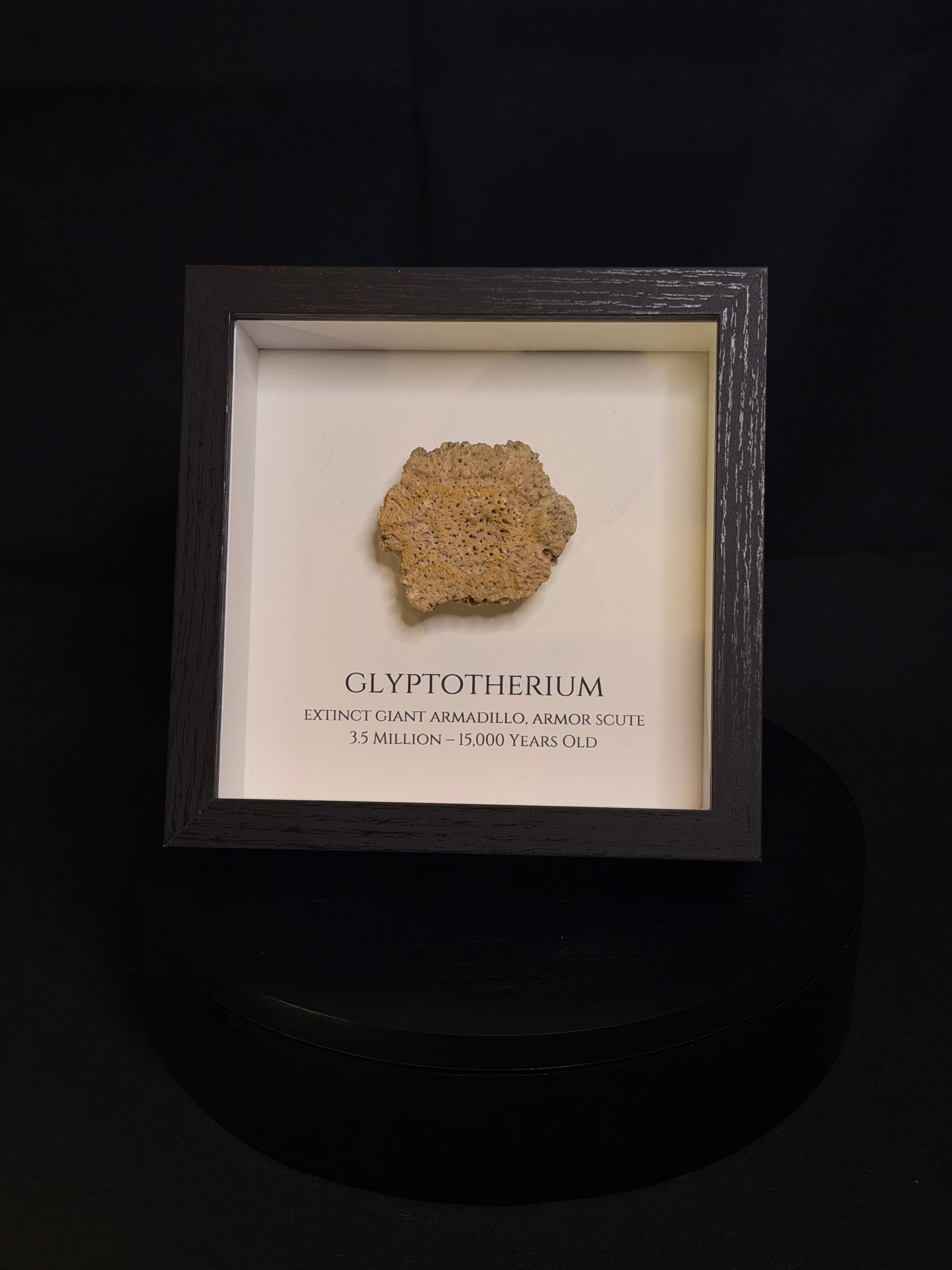 Framed Glyptotherium / Glyptodon scute