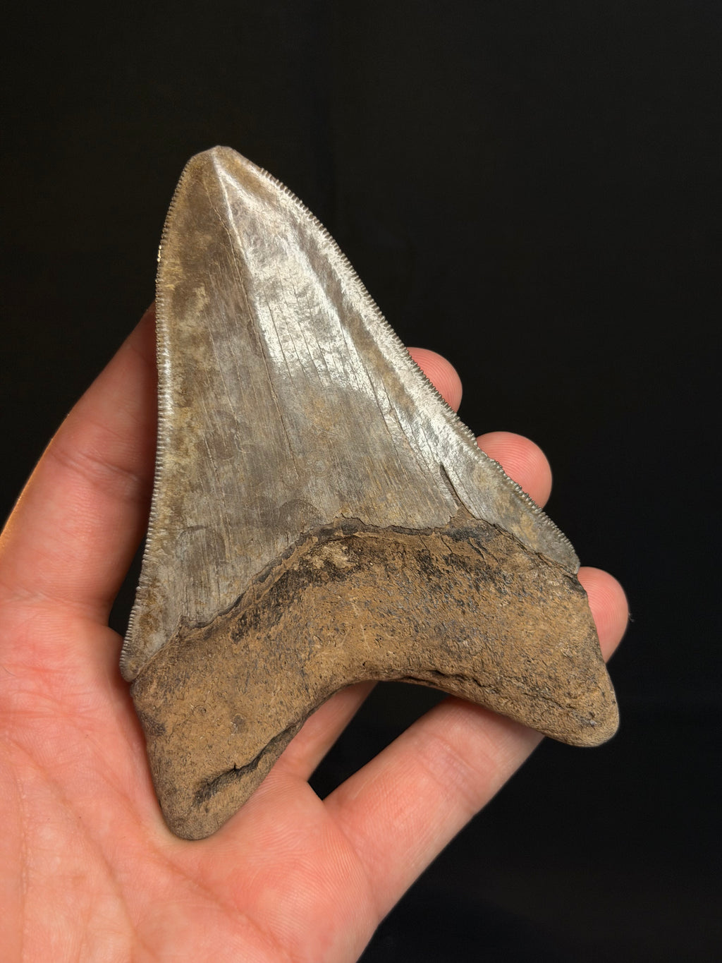 Megalodon Tooth - 4.67" - Georgia rivers