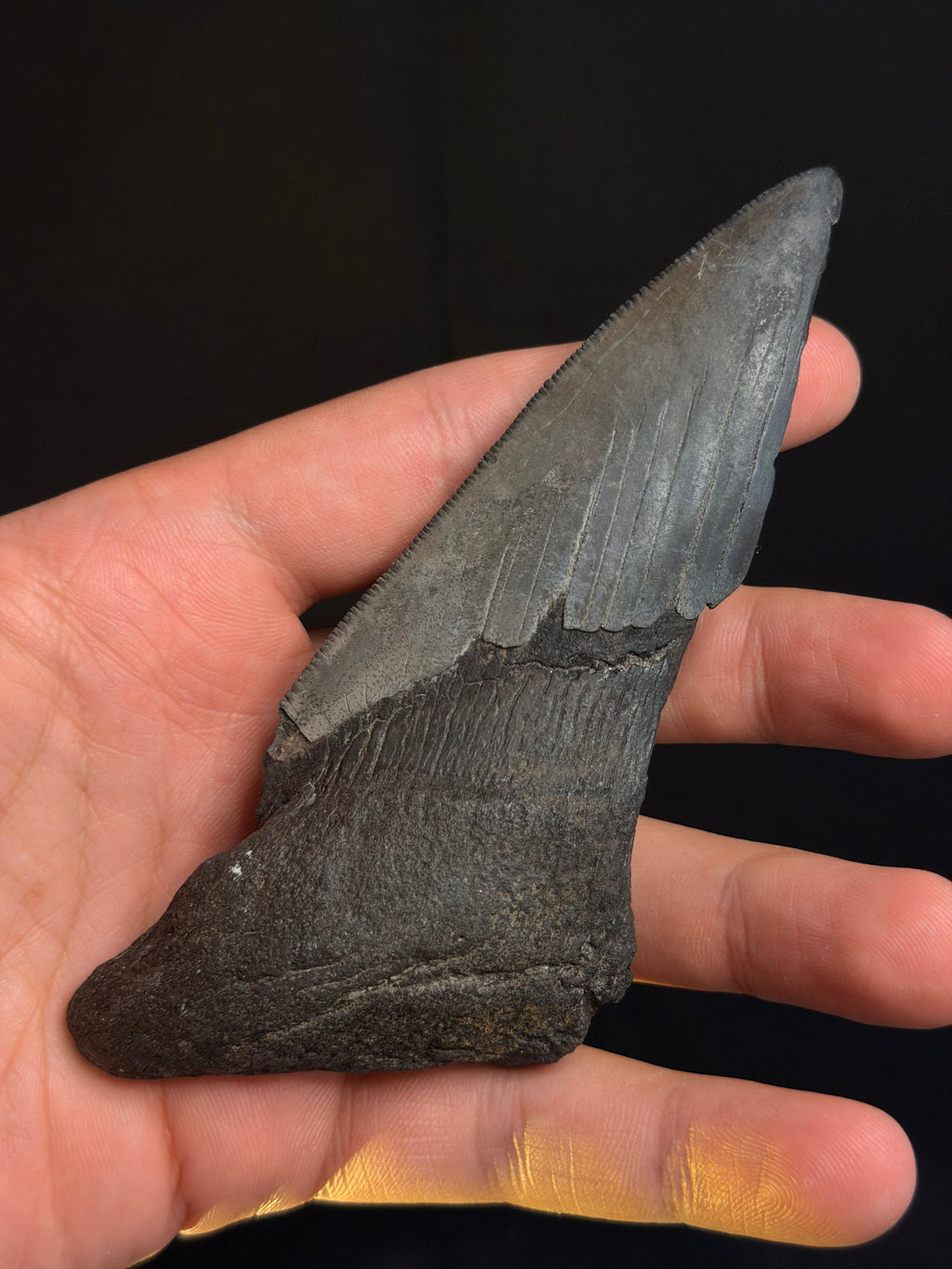 Megalodon Tooth Fragment – 5.15” – Georgia rivers