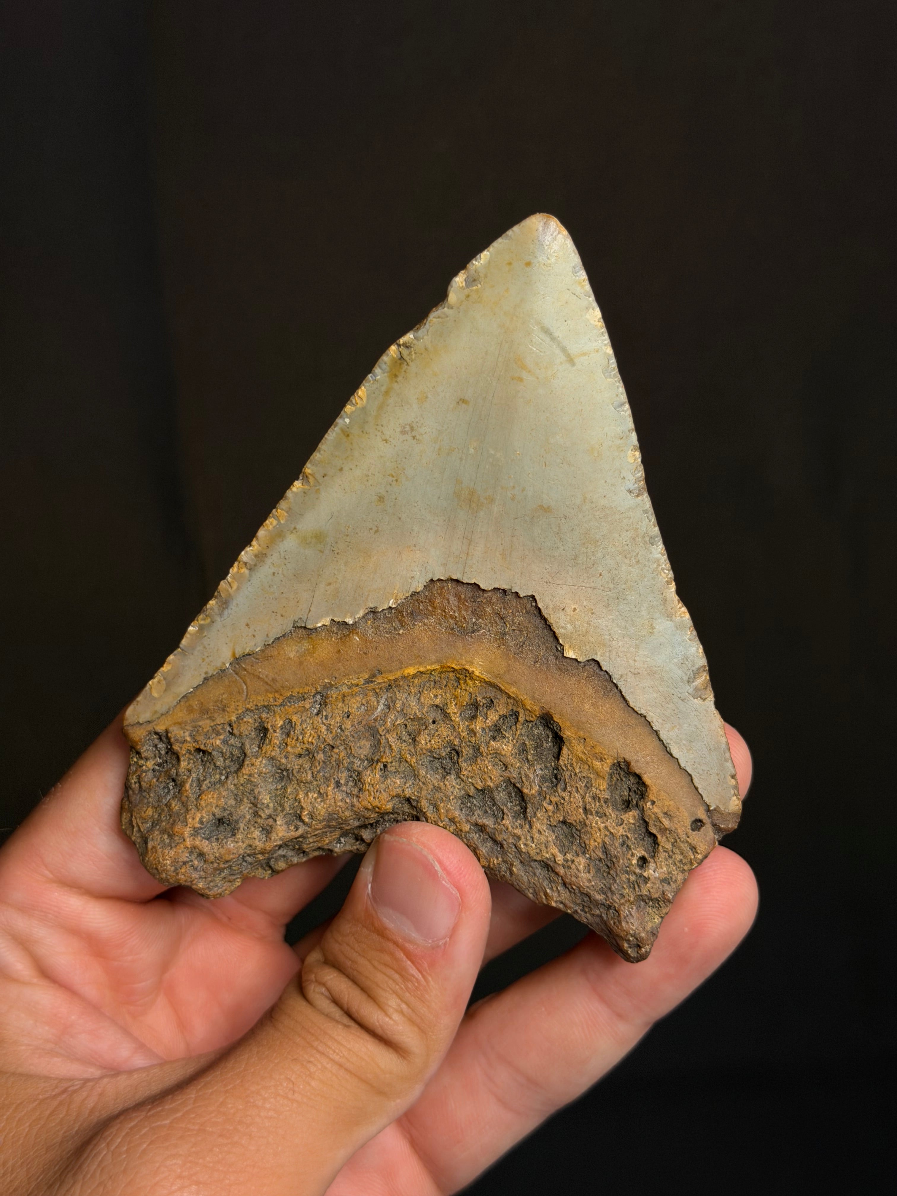 Megalodon Tooth - 4.04" - Ledge, North Carolina