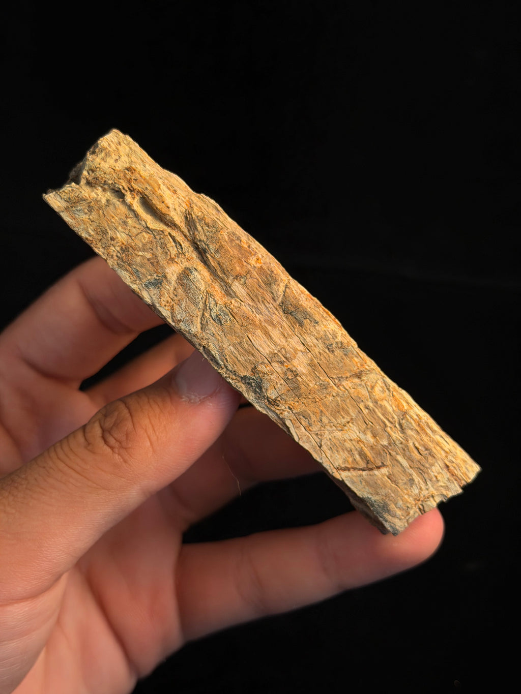 Triceratops Rib with Predation Marks – 4.20" – Hell Creek Formation, Montana