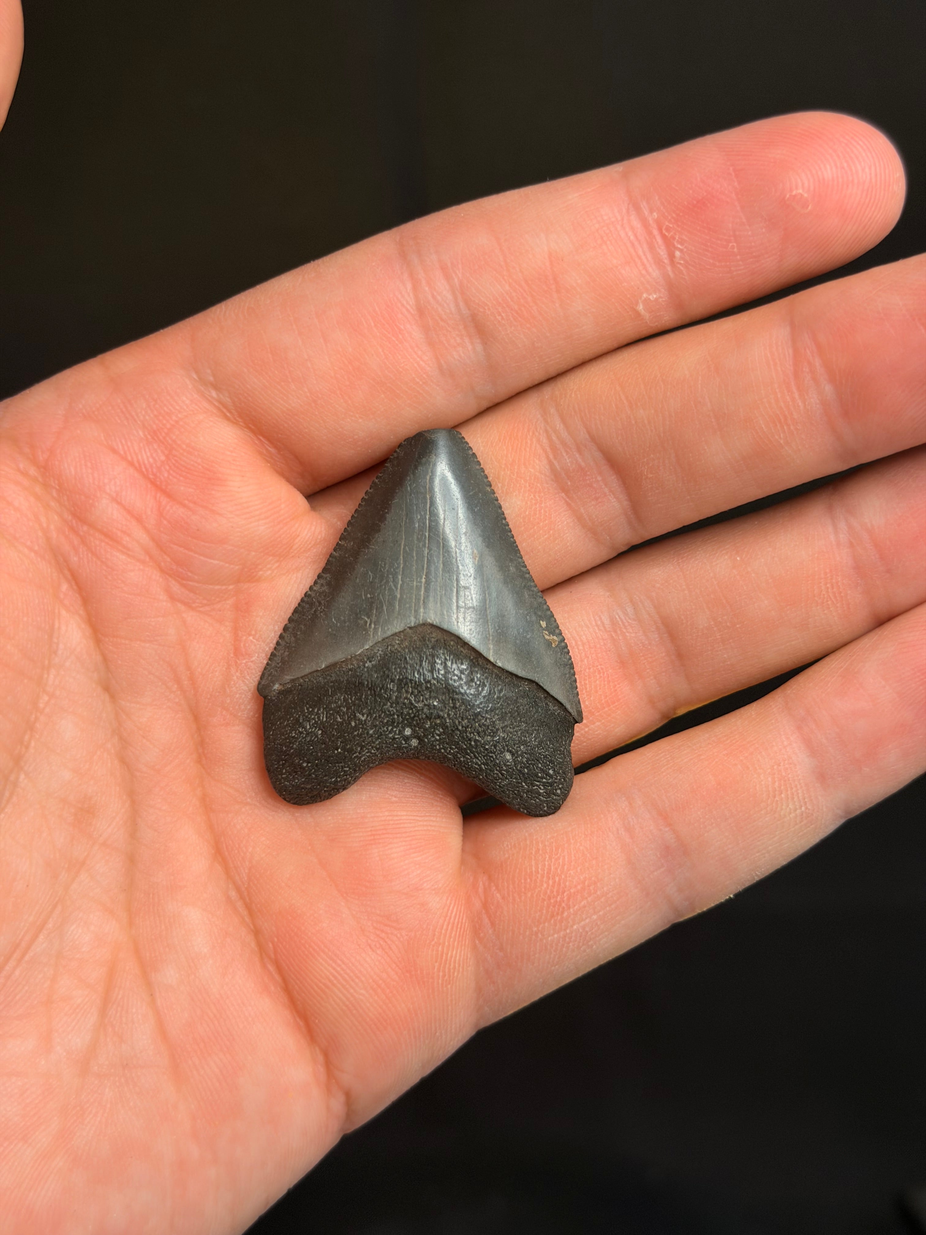 Megalodon Tooth - 1.71" - Georgia rivers