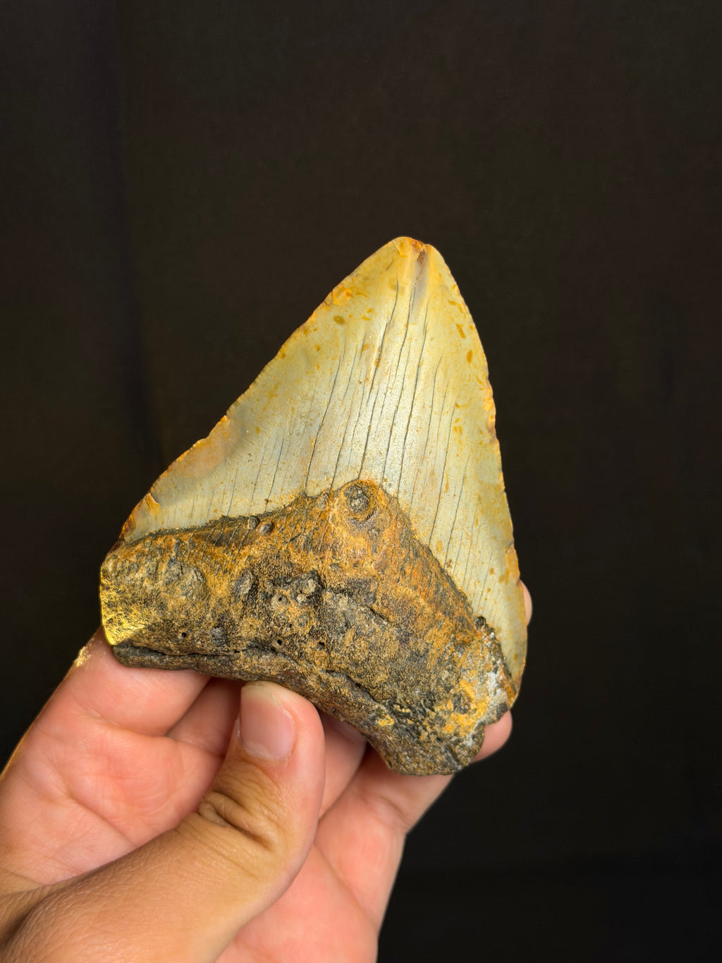 Megalodon Tooth - 4.12" - Ledge, North Carolina