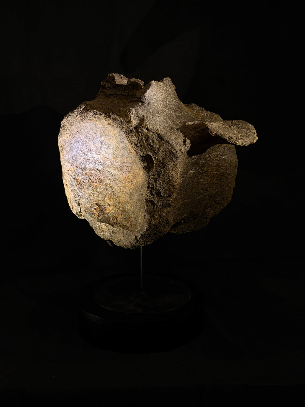 Camarasaurus Vertebra - Morrison Formation