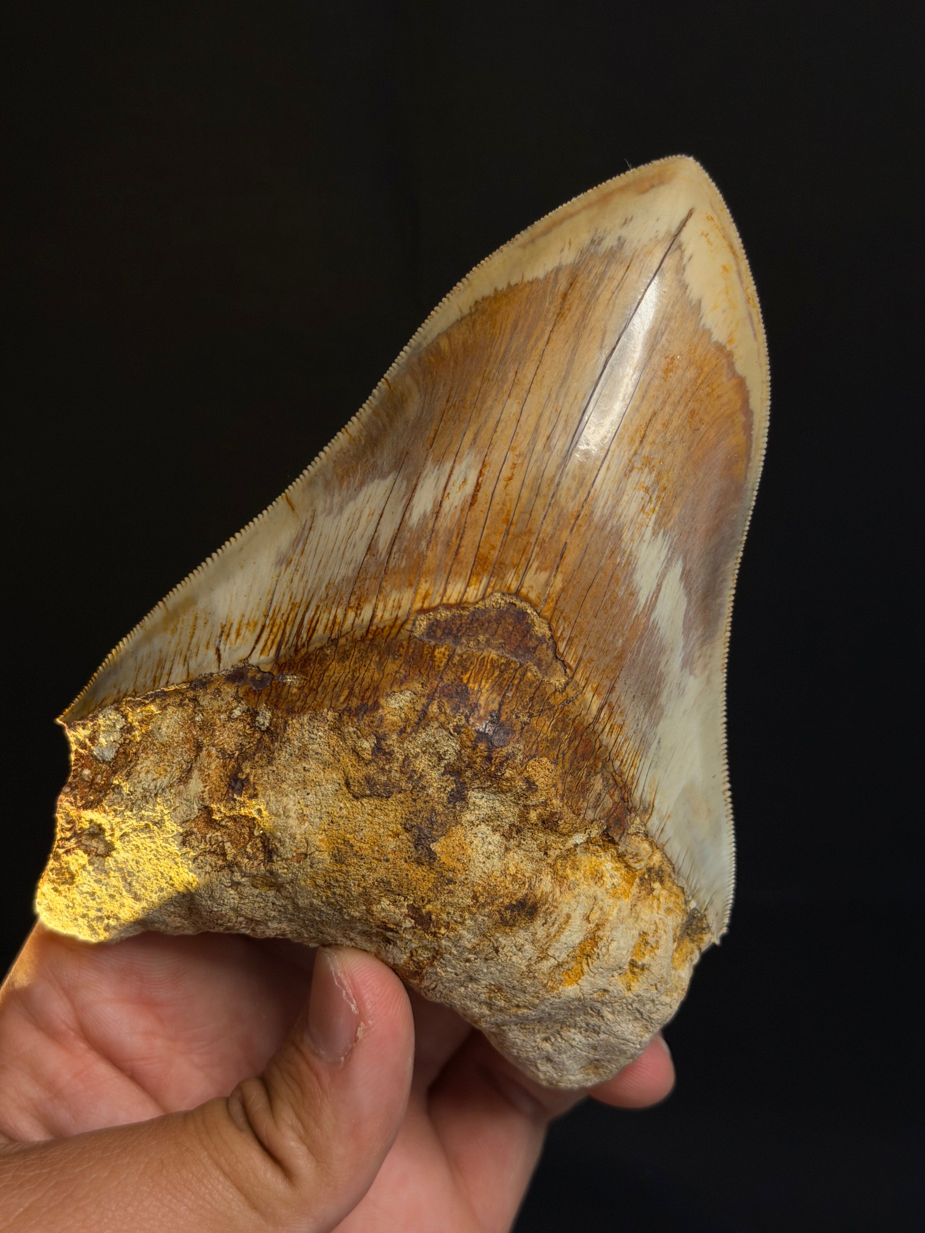 Megalodon Tooth – 5.29” – Indonesia