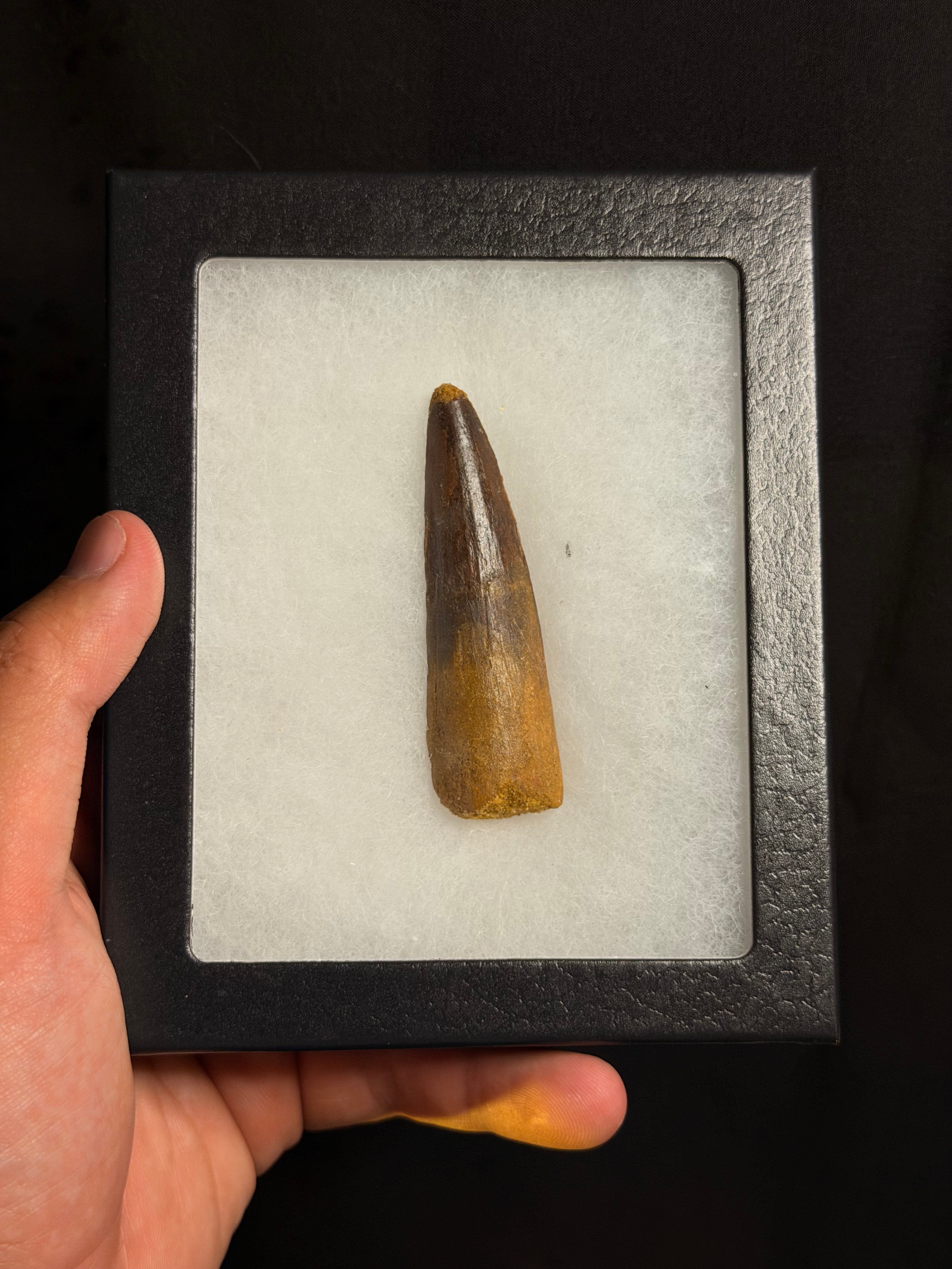 Spinosaurus Tooth – 2.85" – Kem Kem Beds, Morocco