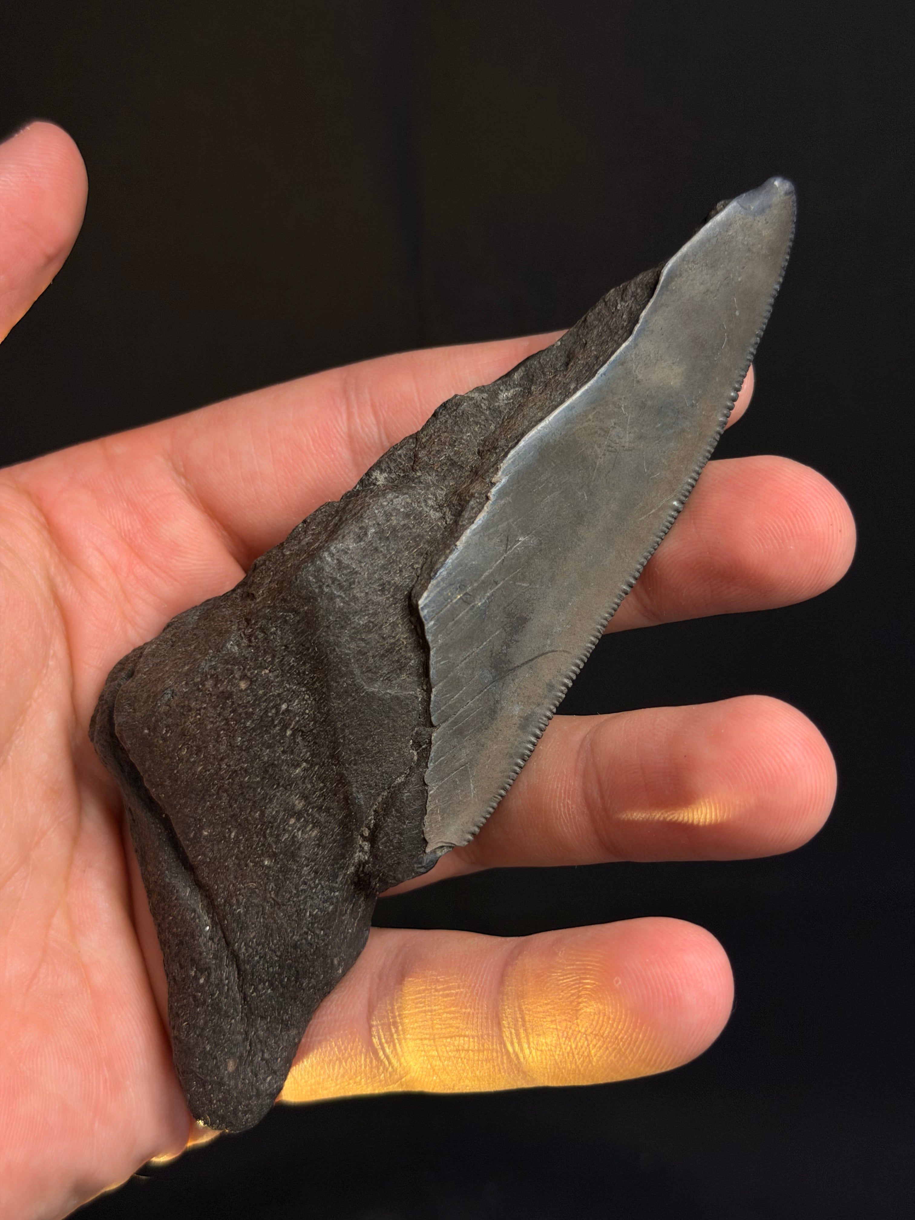 Megalodon Tooth Fragment – 5.15” – Georgia rivers
