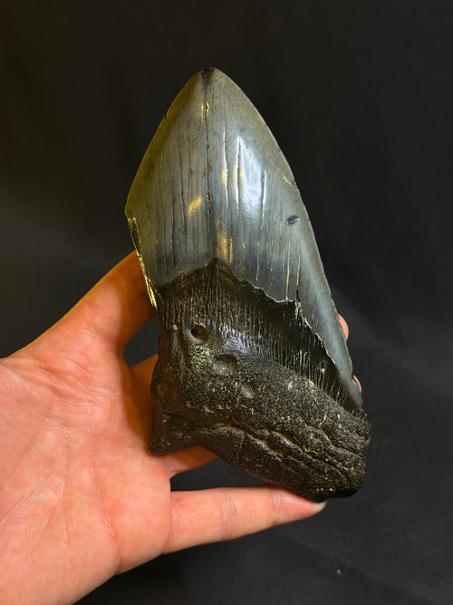 6.58” Megalodon Tooth – Georgia