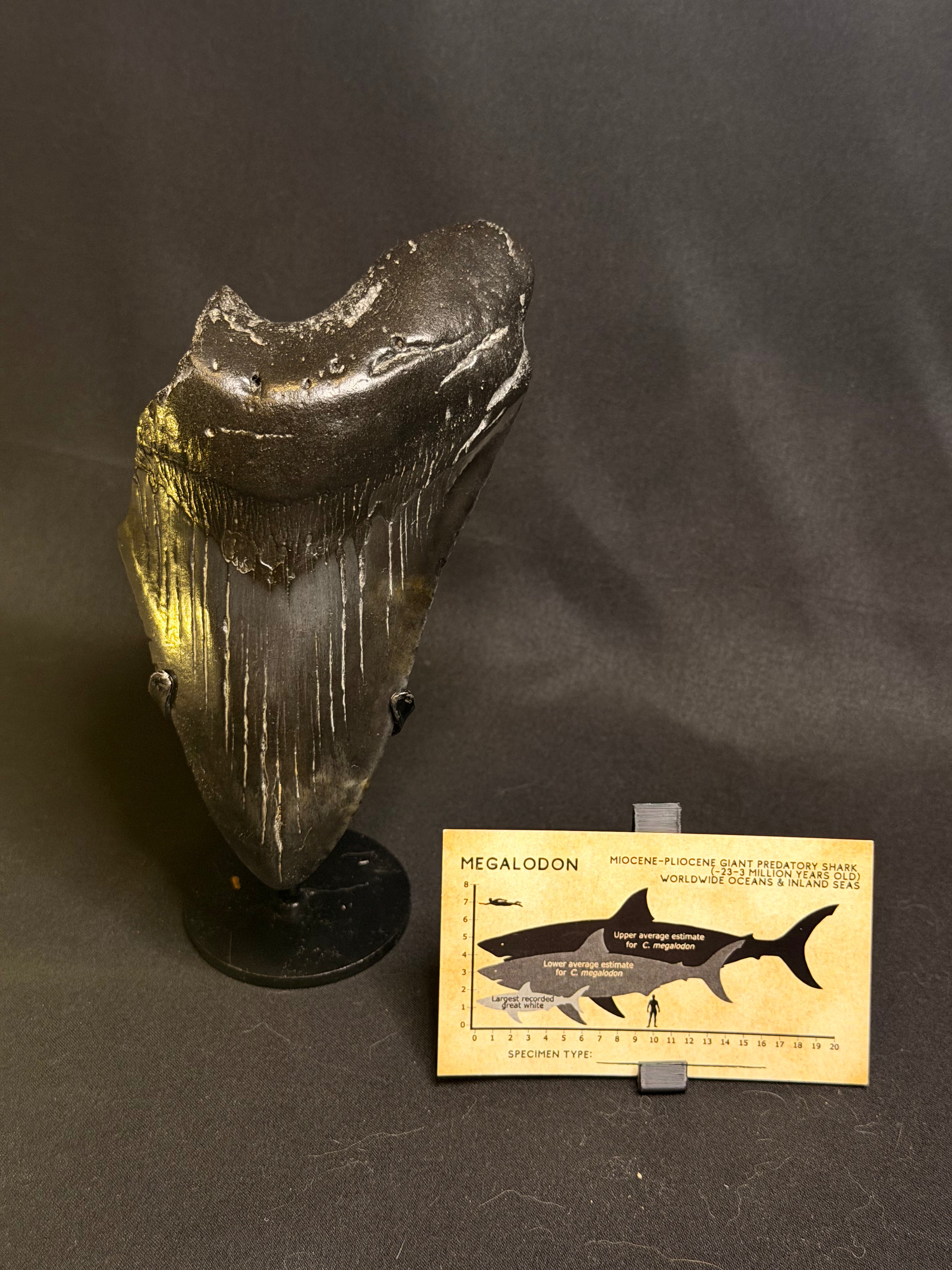5.70” Megalodon Tooth – South Carolina