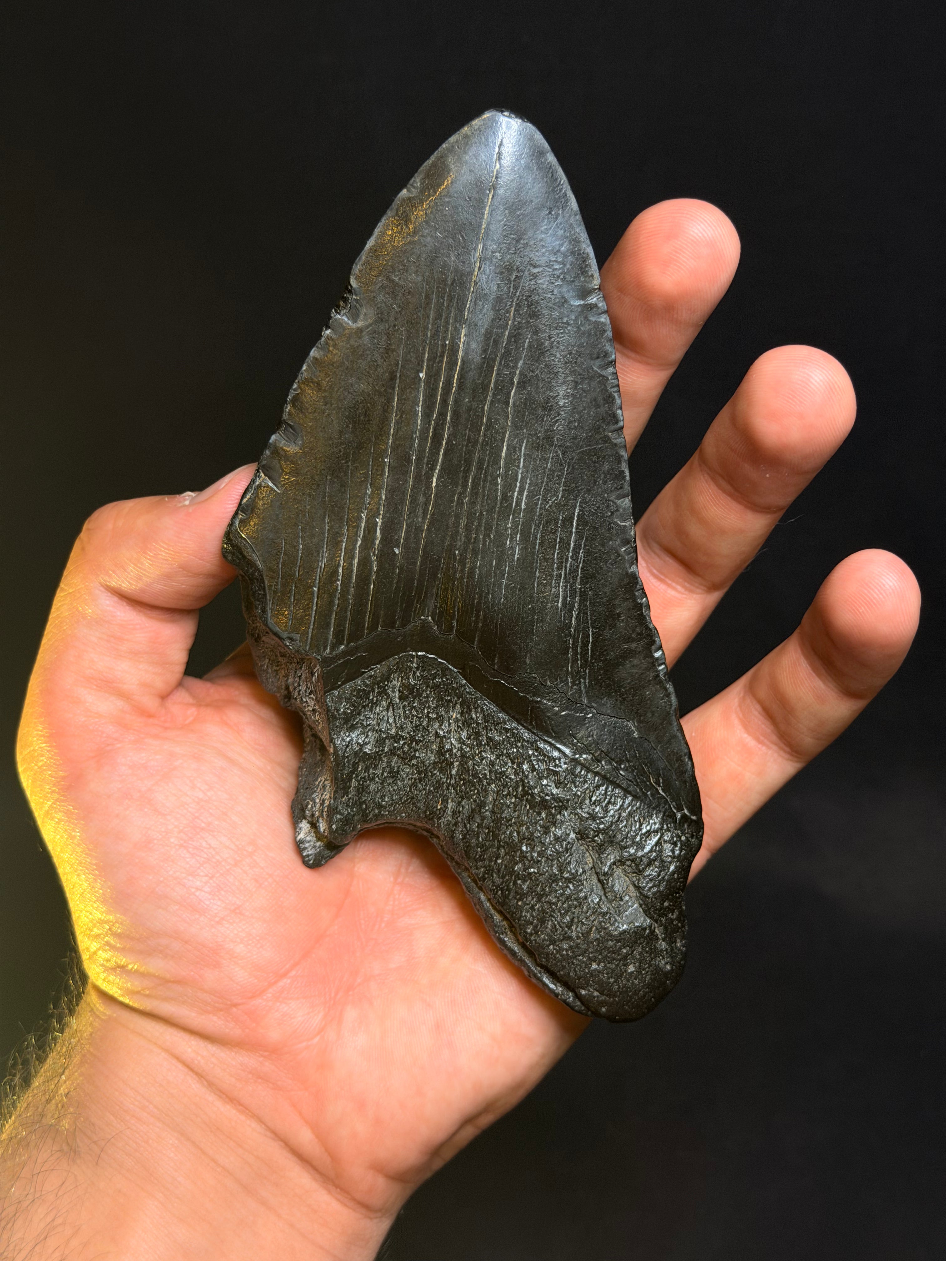 5.70” Megalodon Tooth – South Carolina