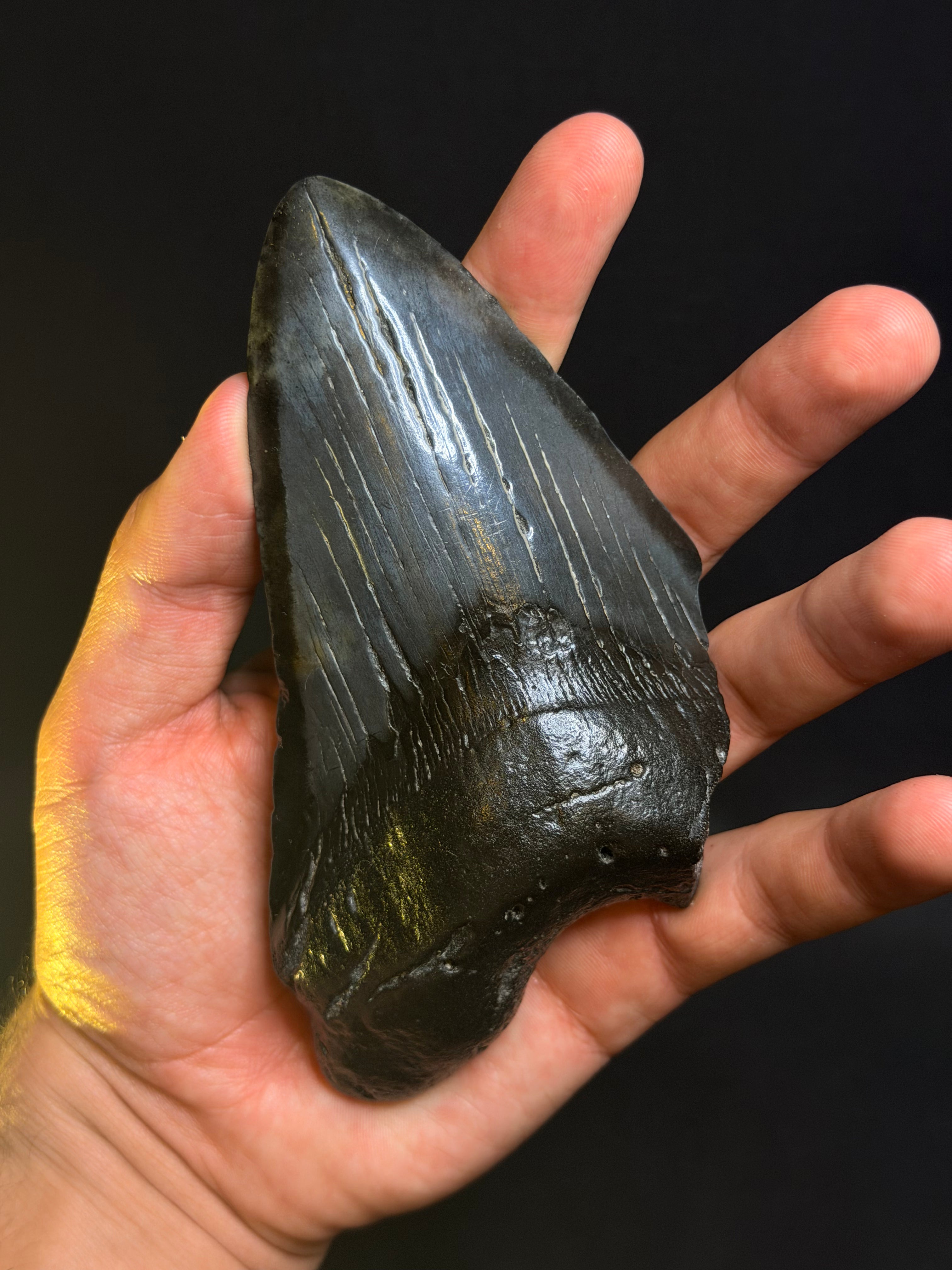 5.70” Megalodon Tooth – South Carolina