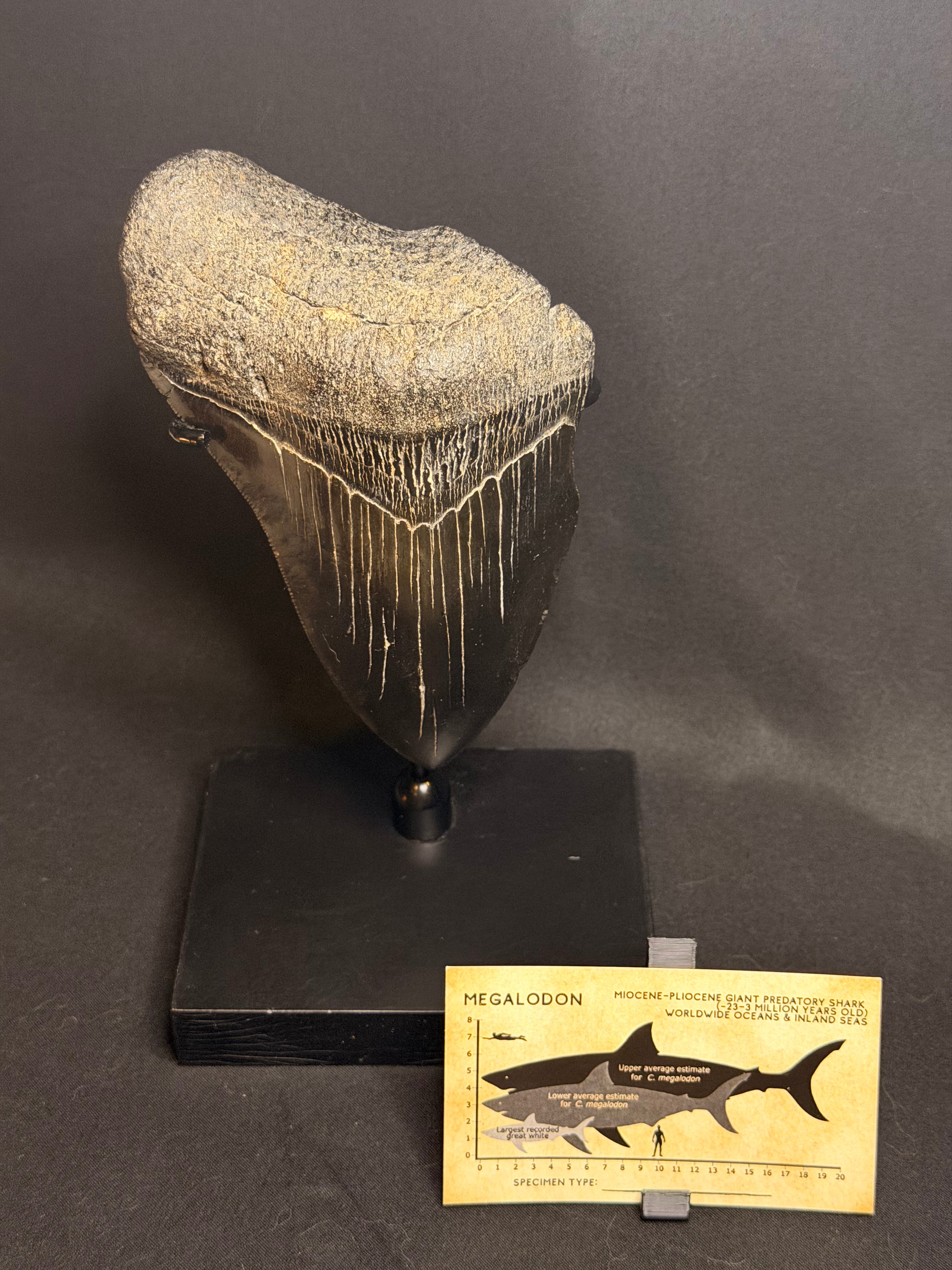 Megalodon Tooth - 5.51” - Hawthorne Formation
