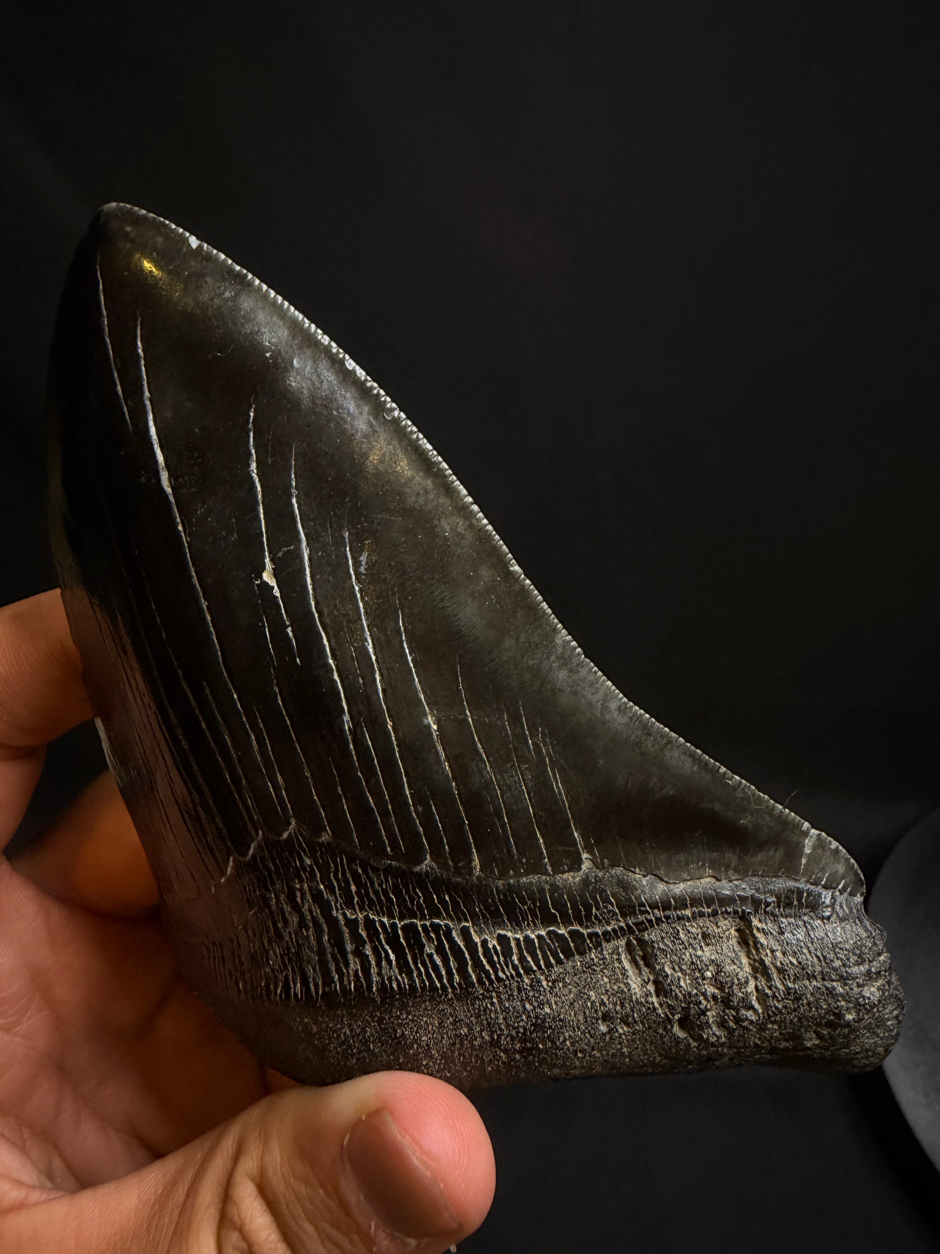 5.51” Megalodon Tooth – Hawthorne Formation