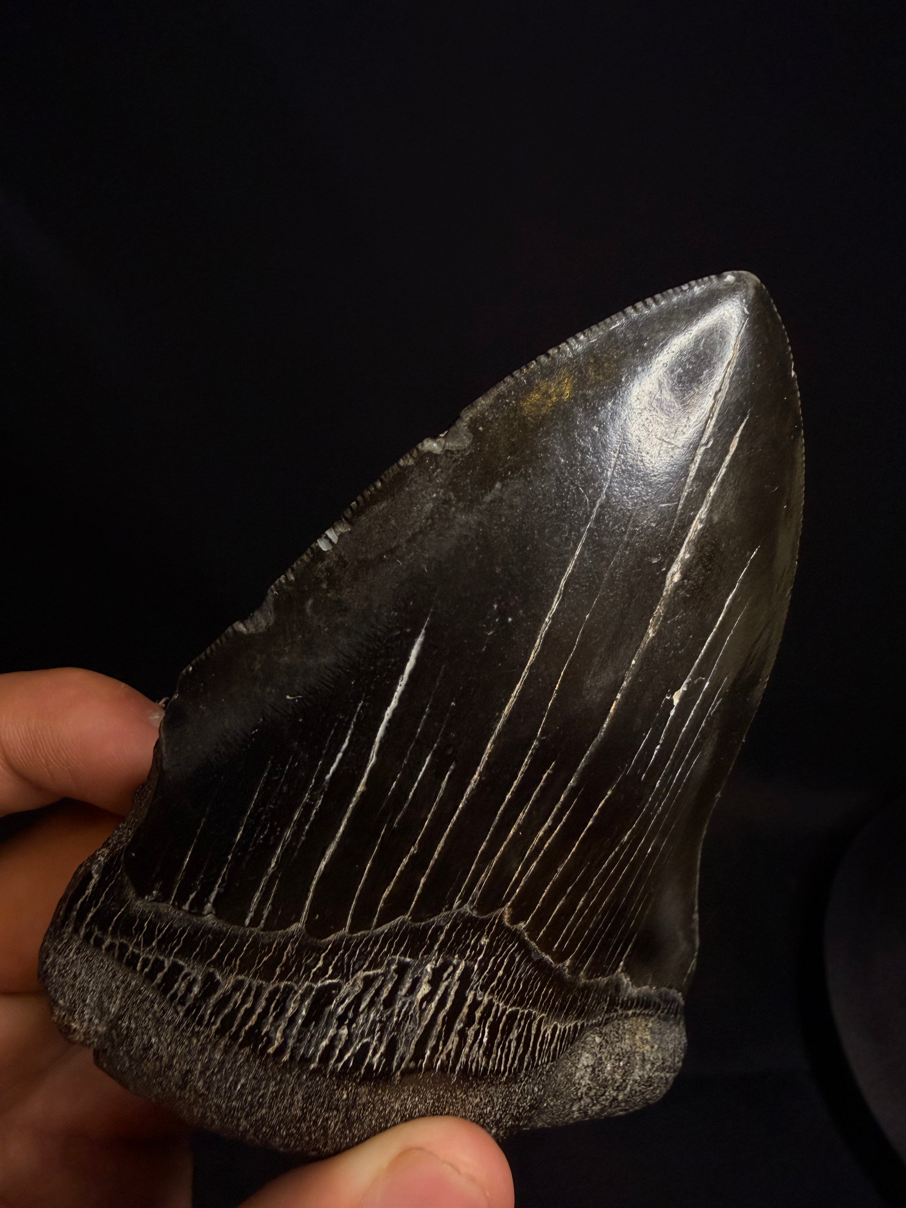 5.51” Megalodon Tooth – Hawthorne Formation