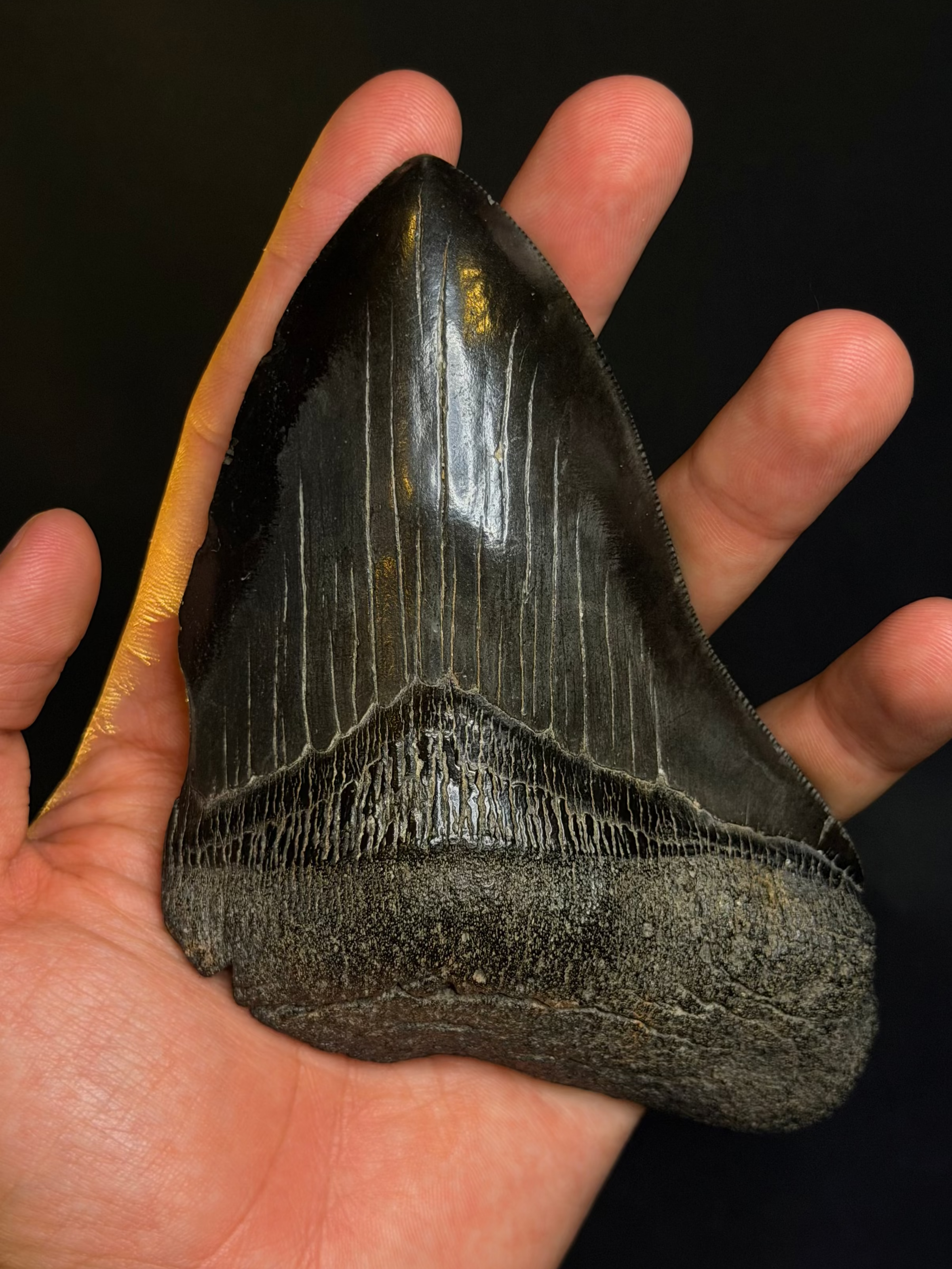 5.51” Megalodon Tooth – Hawthorne Formation