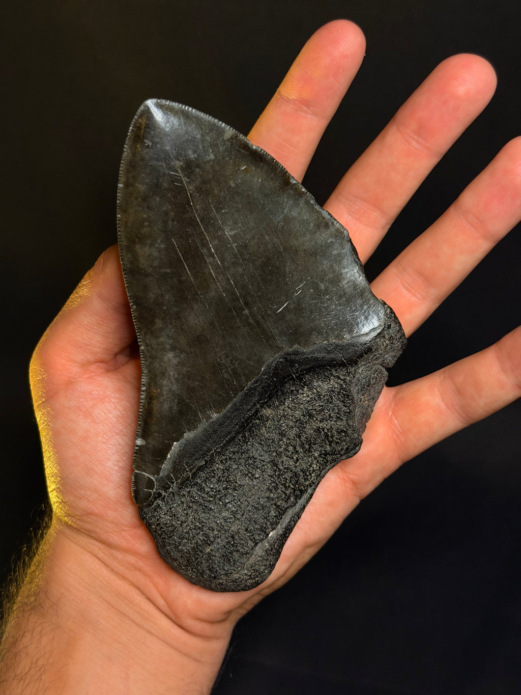 Megalodon Tooth - 5.51” - Hawthorne Formation