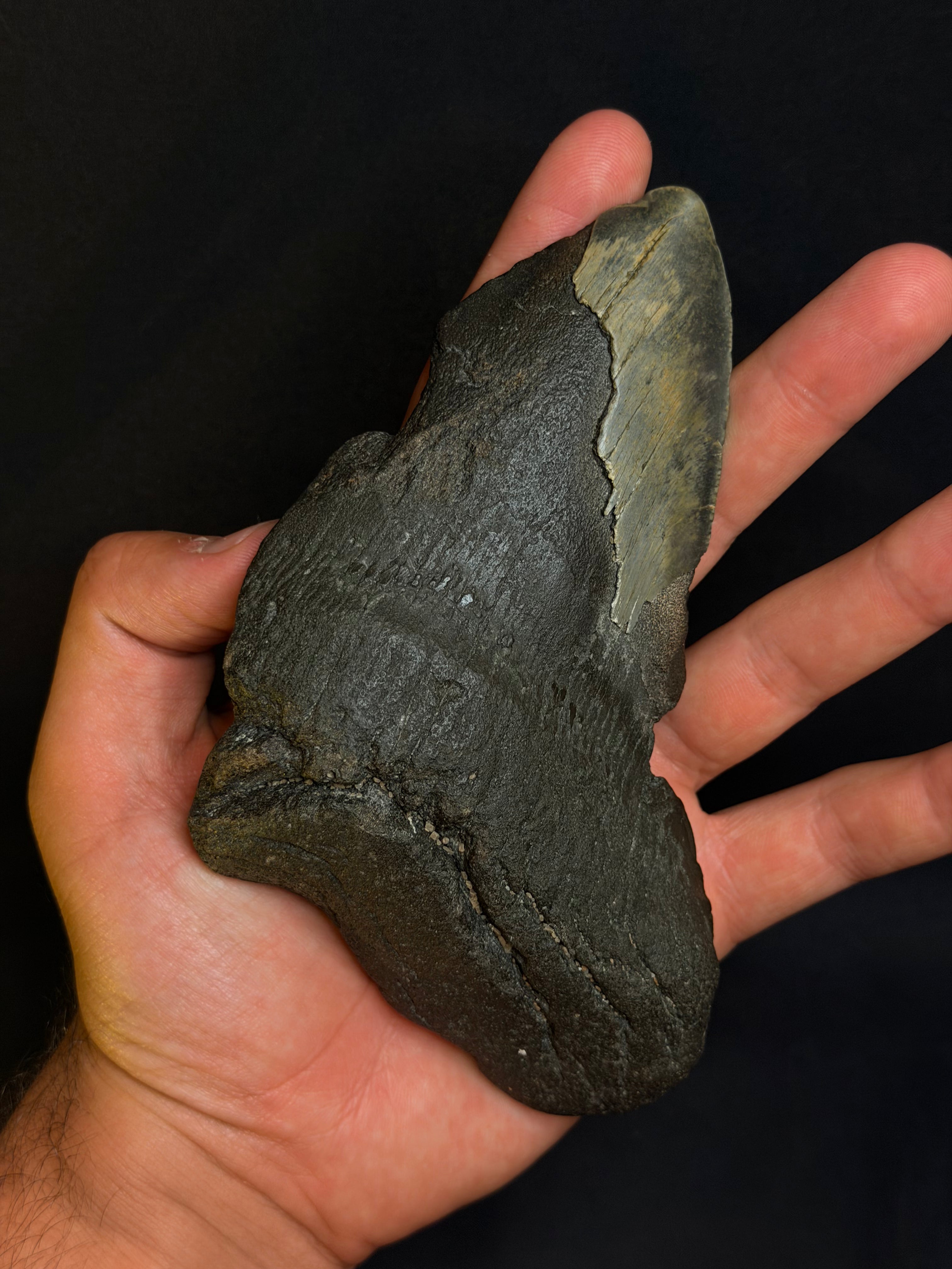 Megalodon tooth - 5.90”