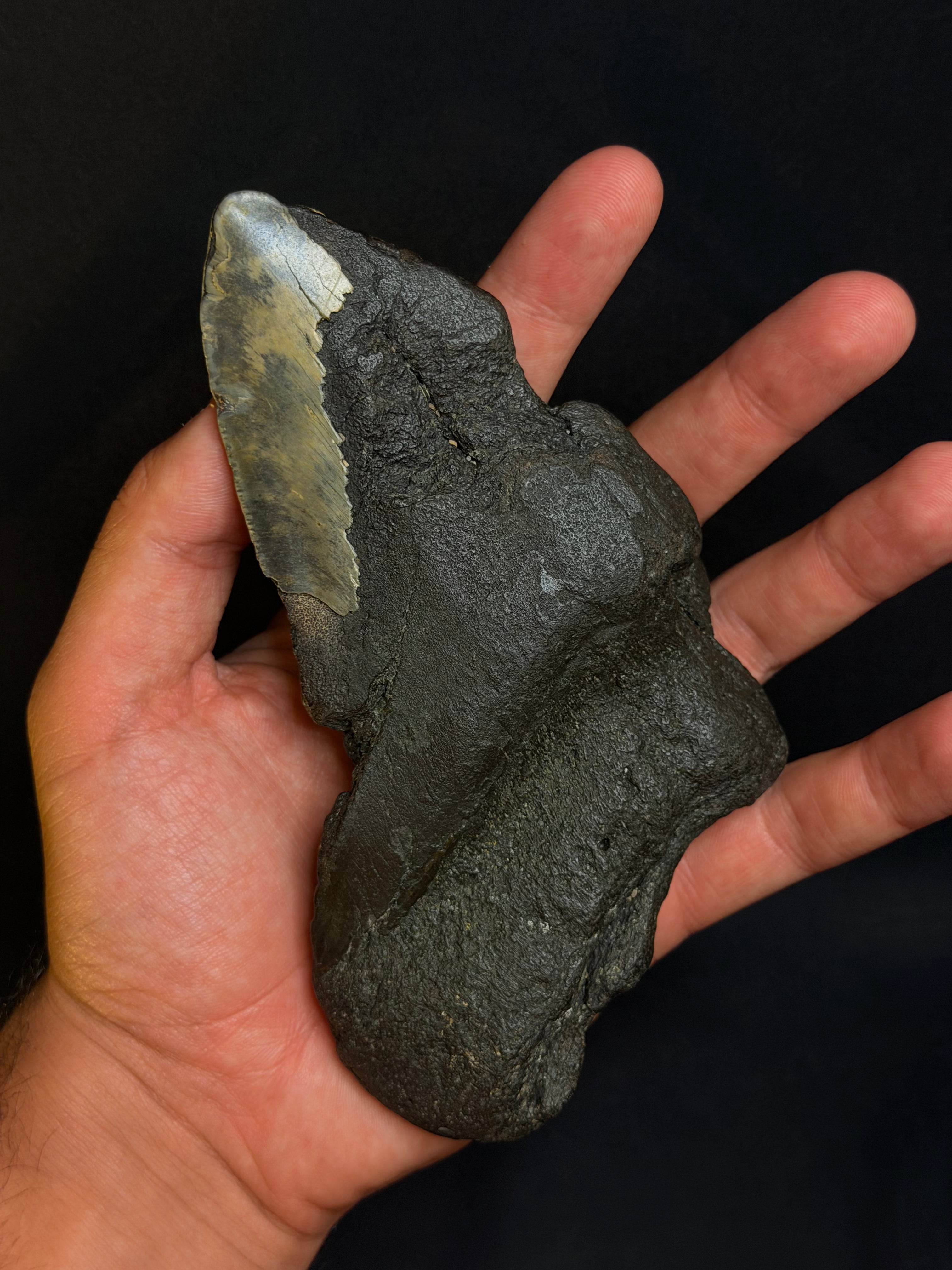 Megalodon tooth - 5.90”