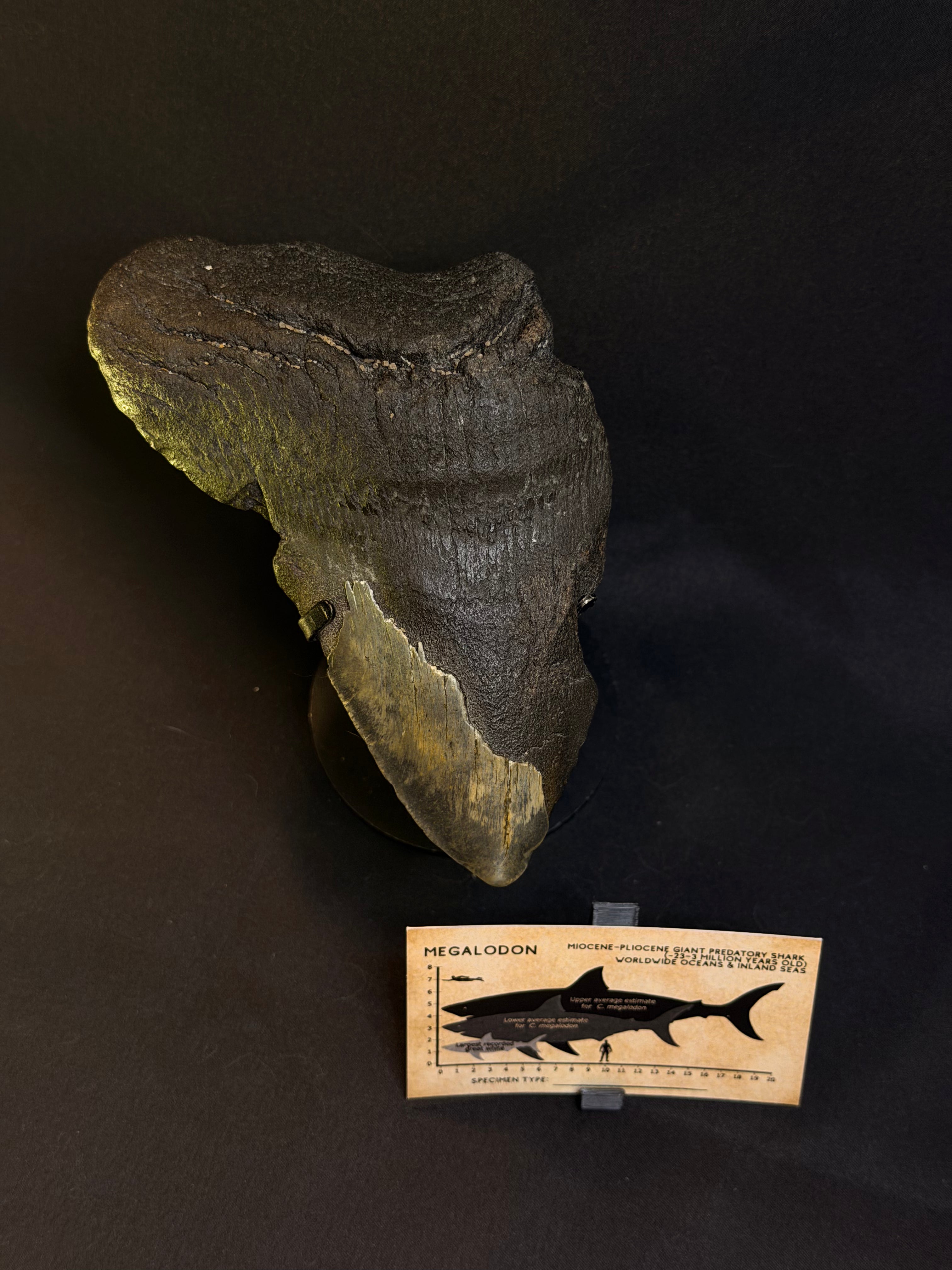 Megalodon tooth - 5.90”