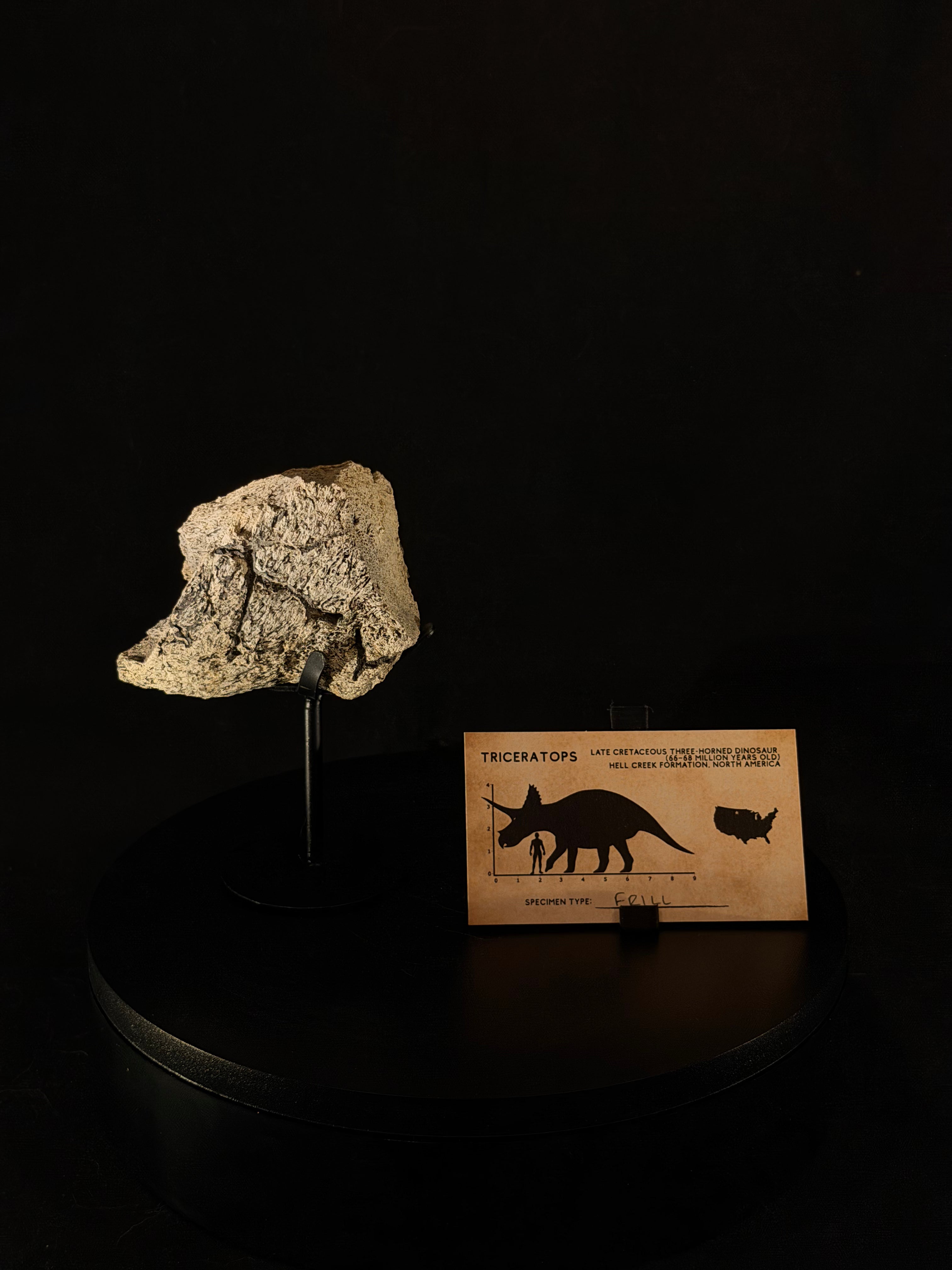Triceratops Frill fossil - 3.4 in x 2.4 in - Hell Creek Formation