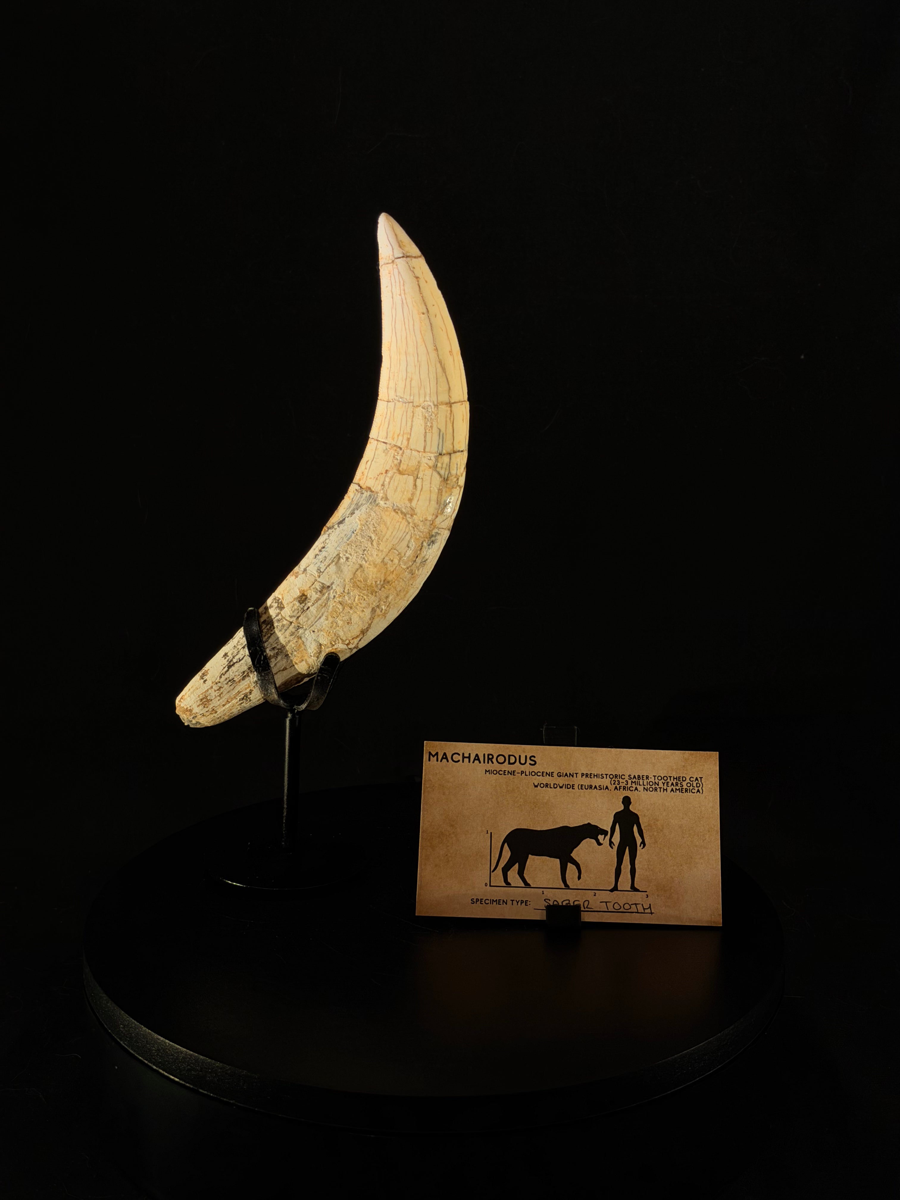 Real Saber Tooth Cat Canine - Machairodus