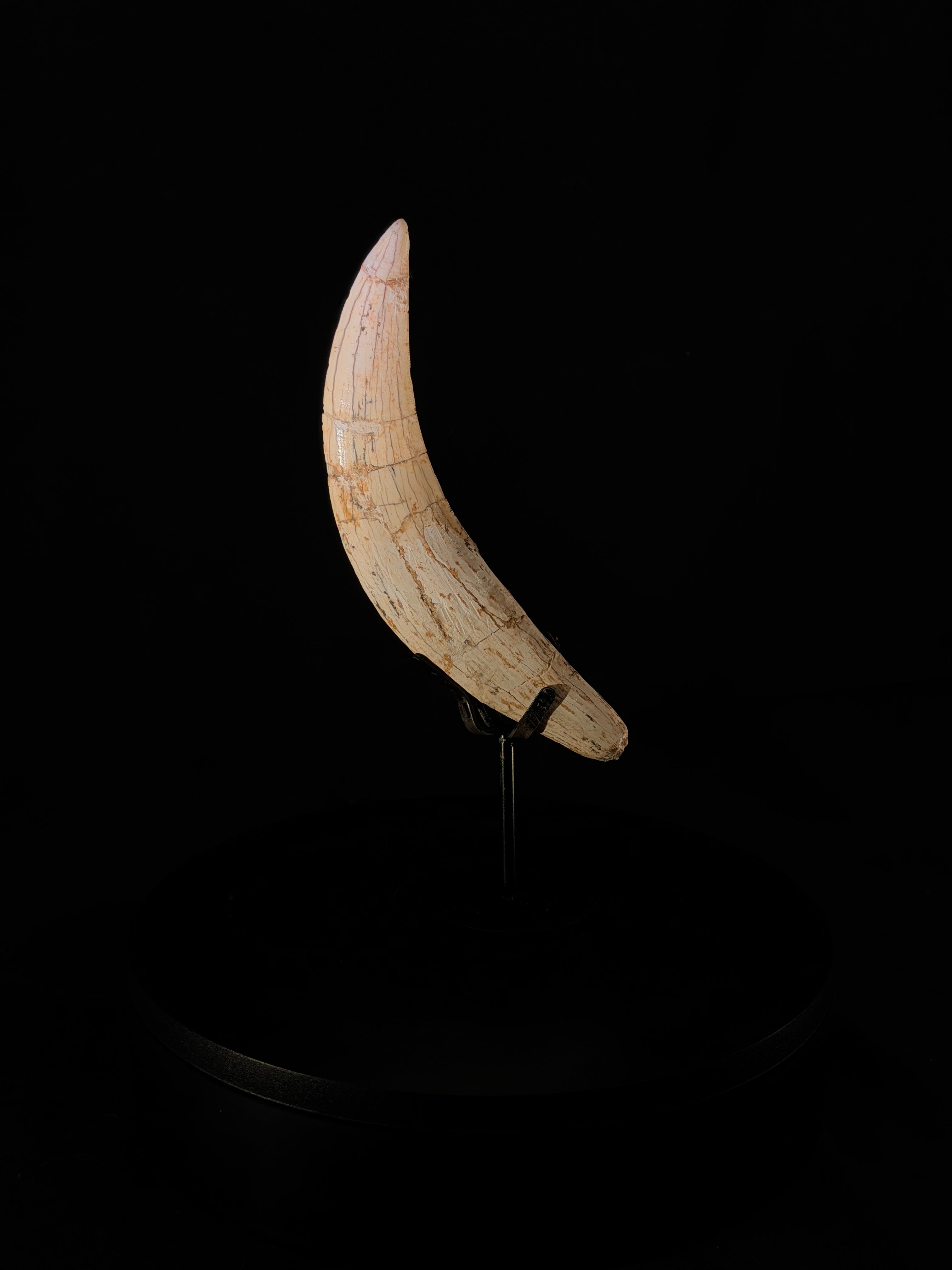 Real Saber Tooth Cat Canine - Machairodus