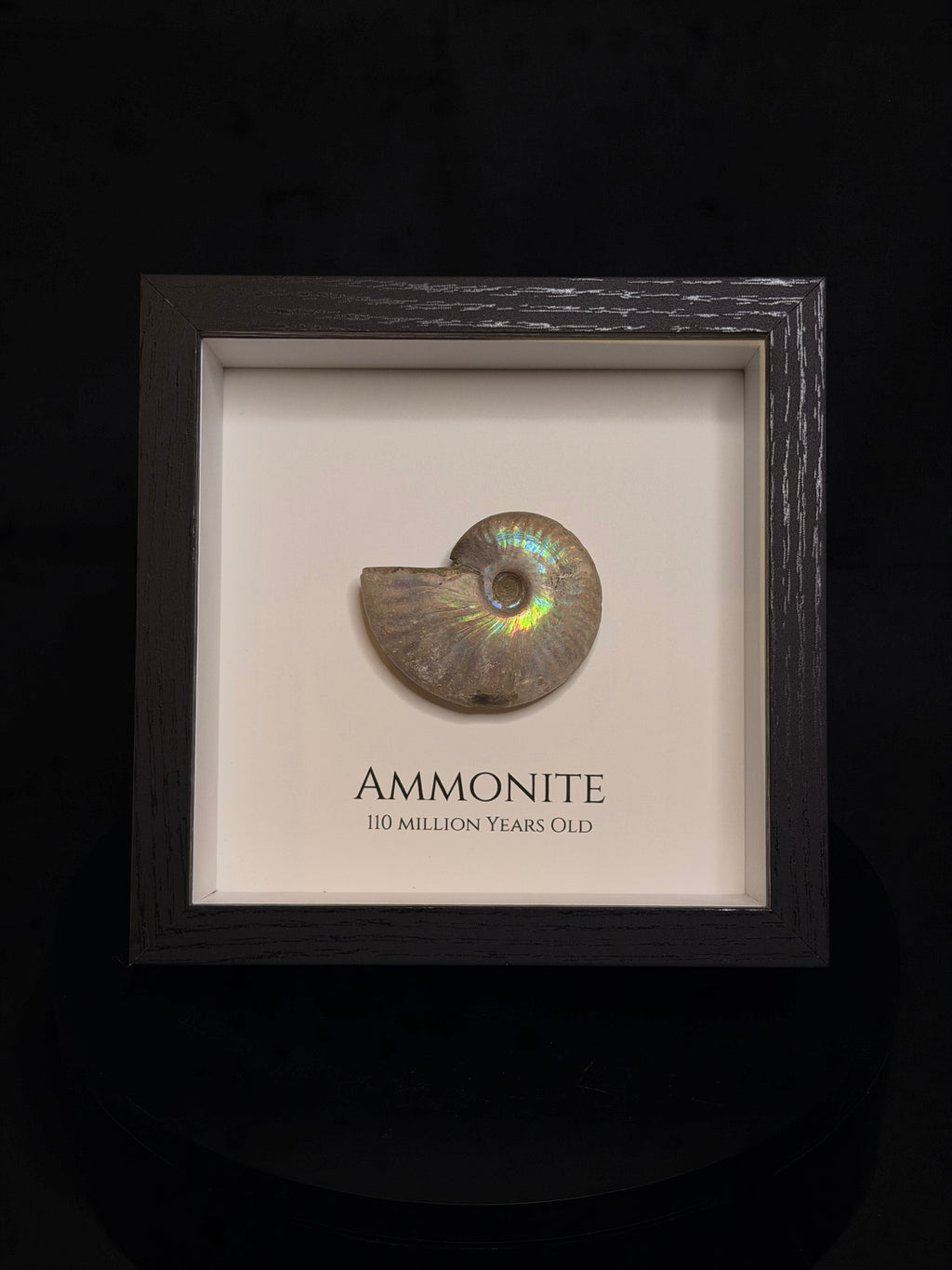 Framed Ammonite