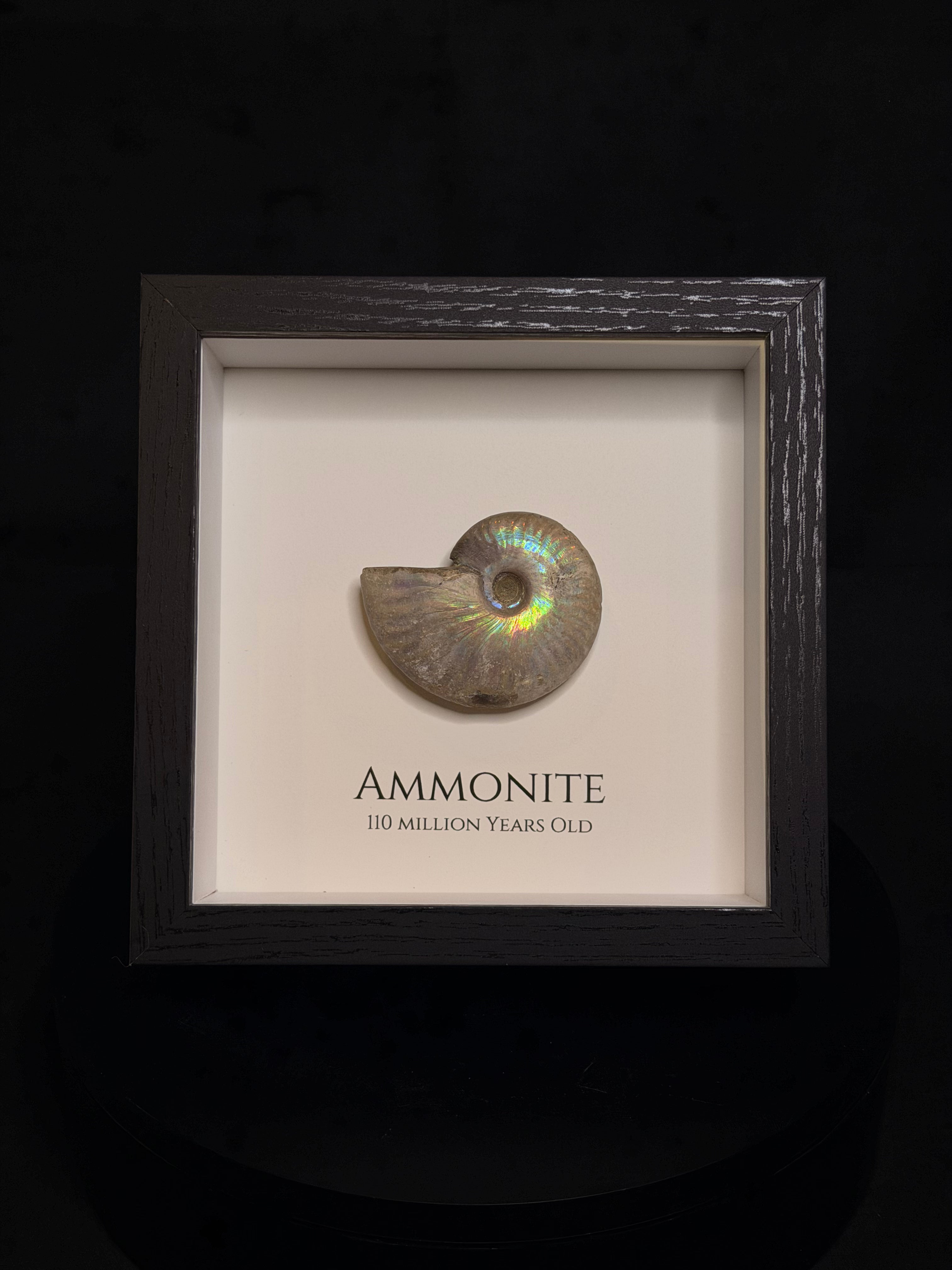 Framed Ammonite