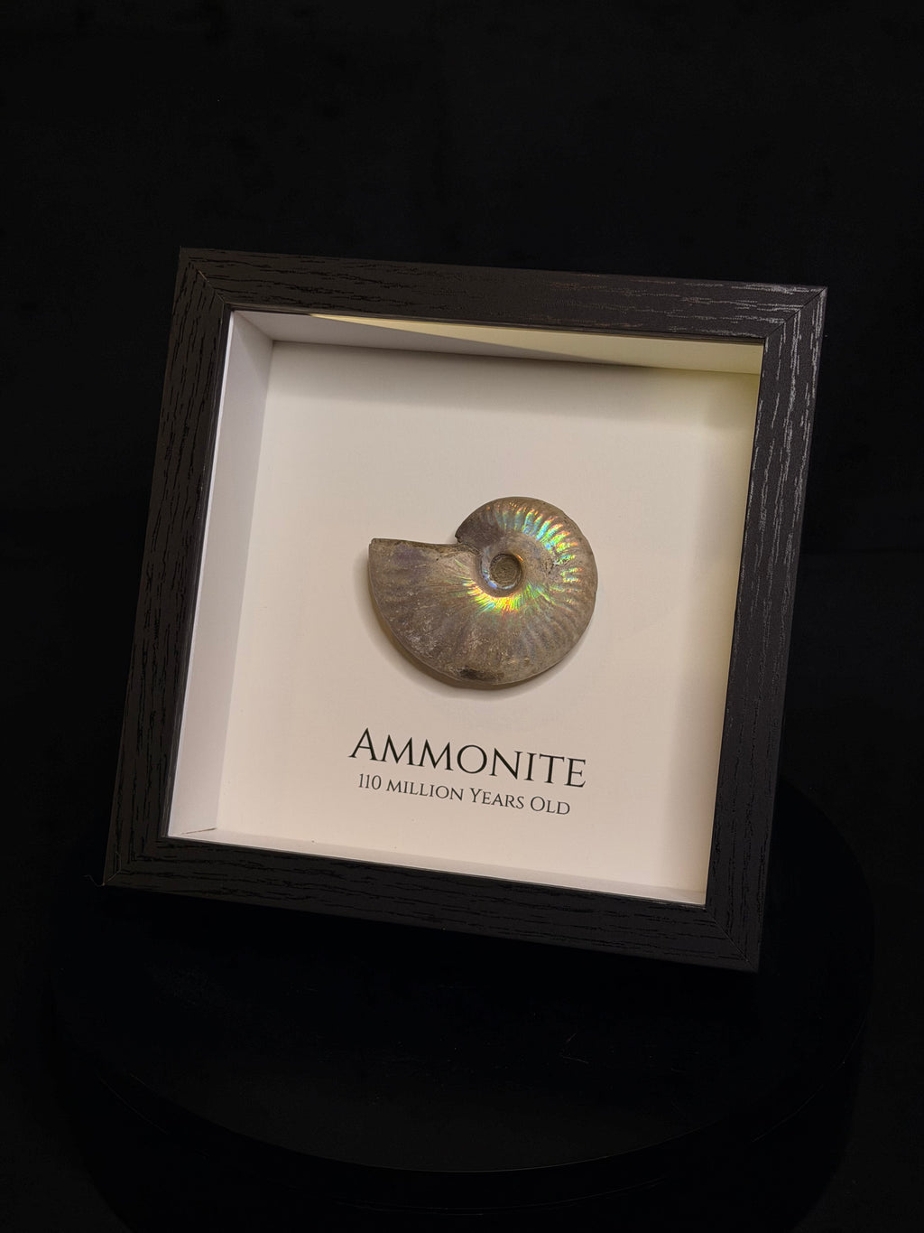 Framed Ammonite