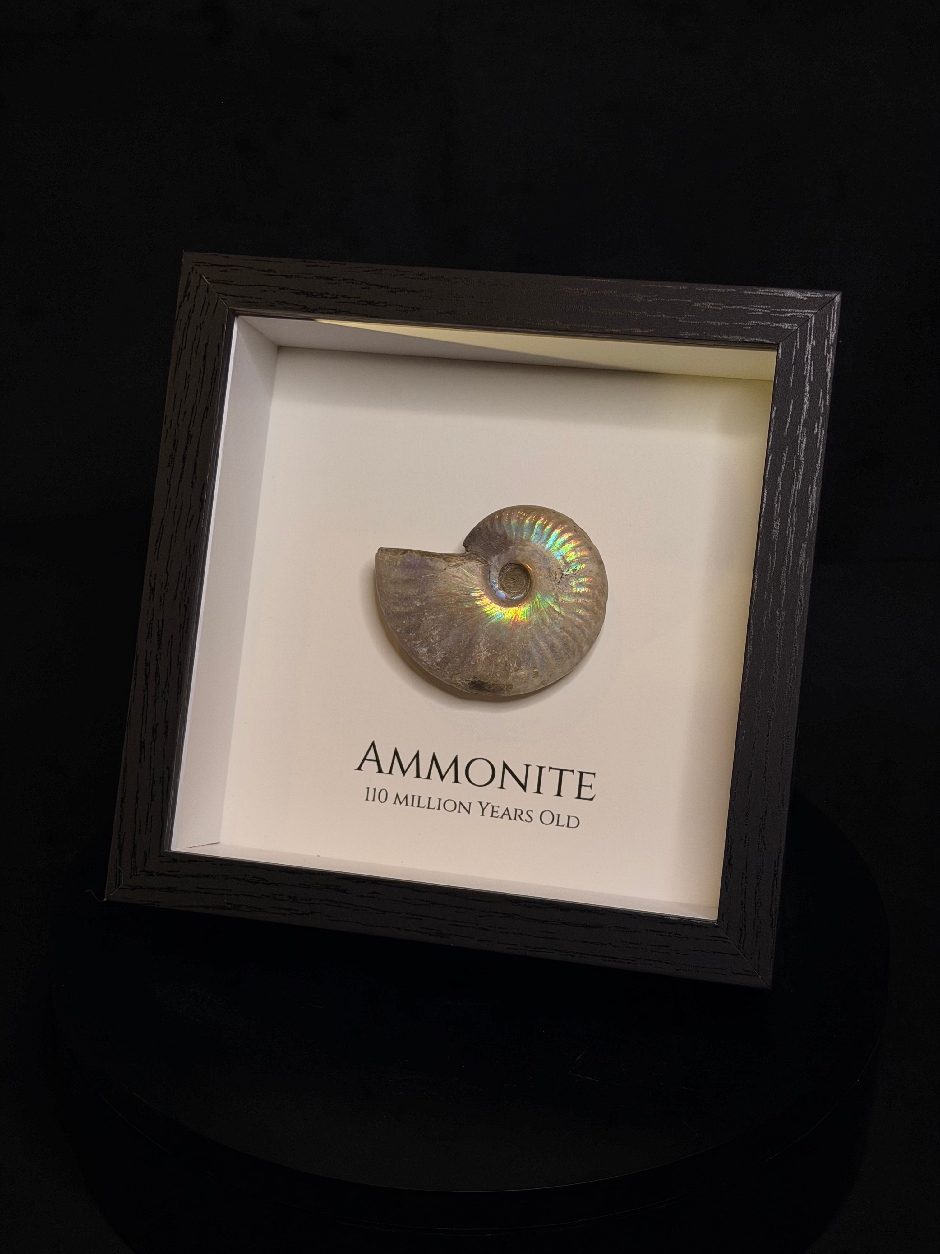 Framed Ammonite