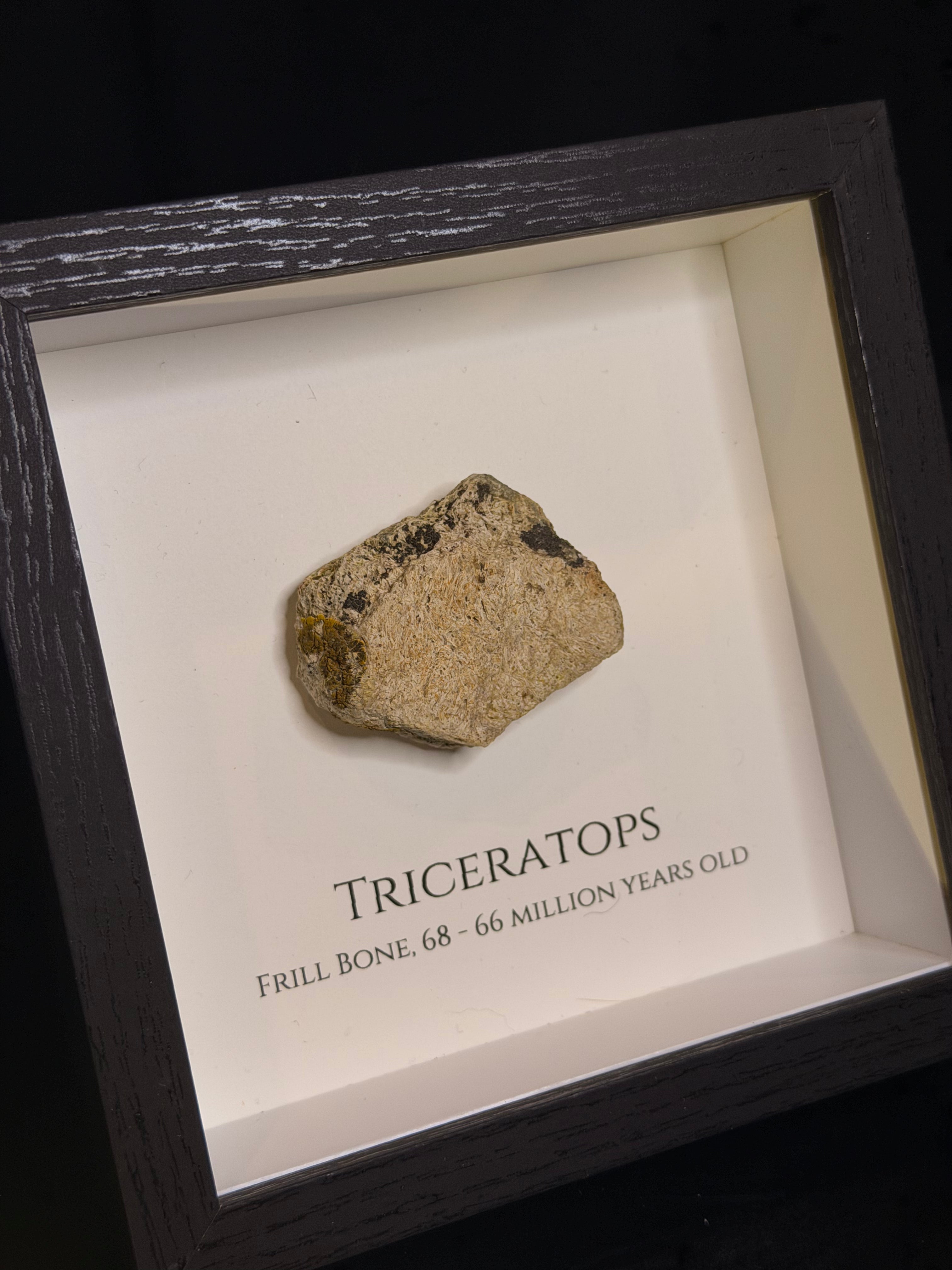 Framed Triceratops Frill fragment - Hell Creek Formation
