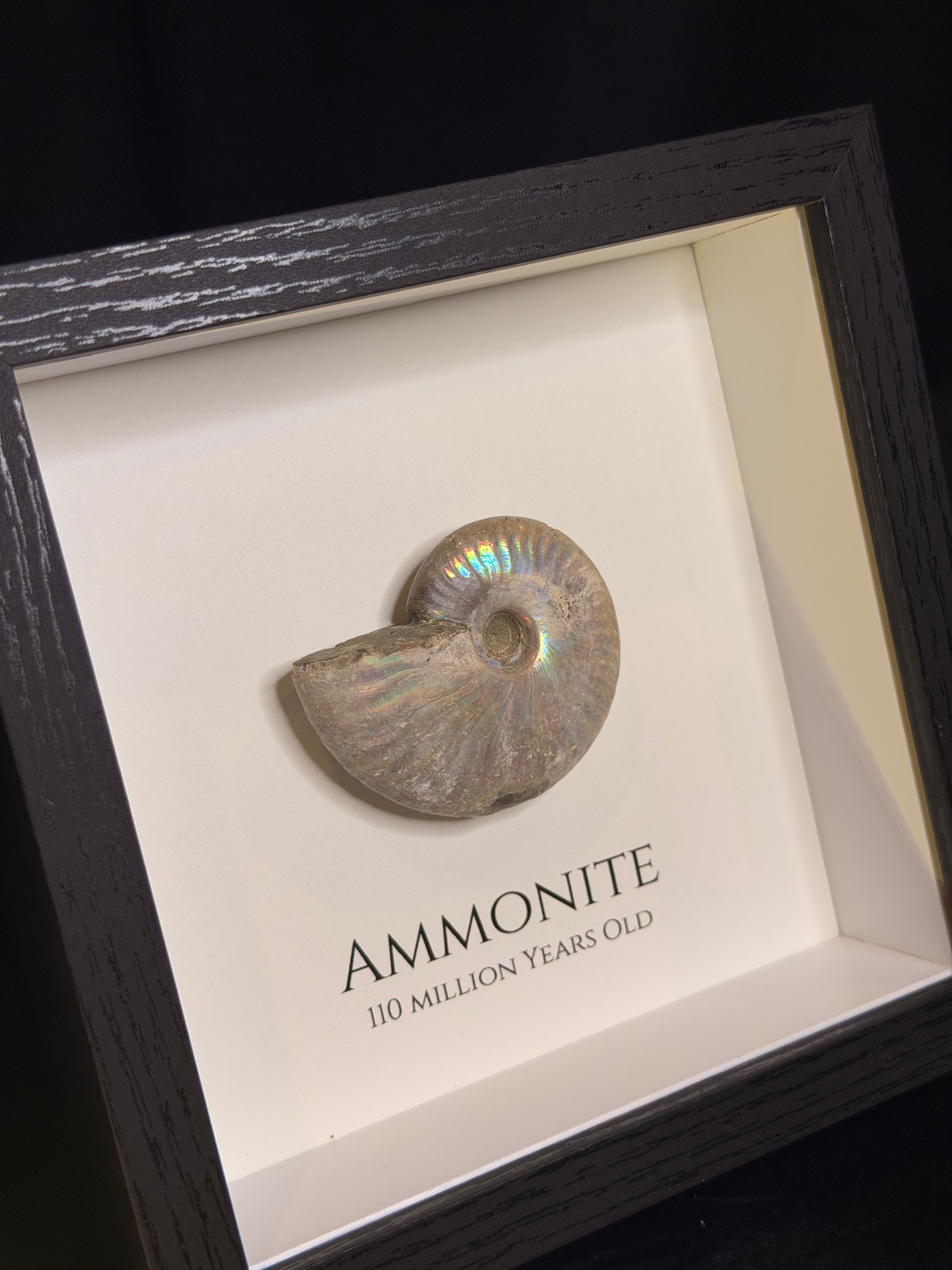 Framed Ammonite
