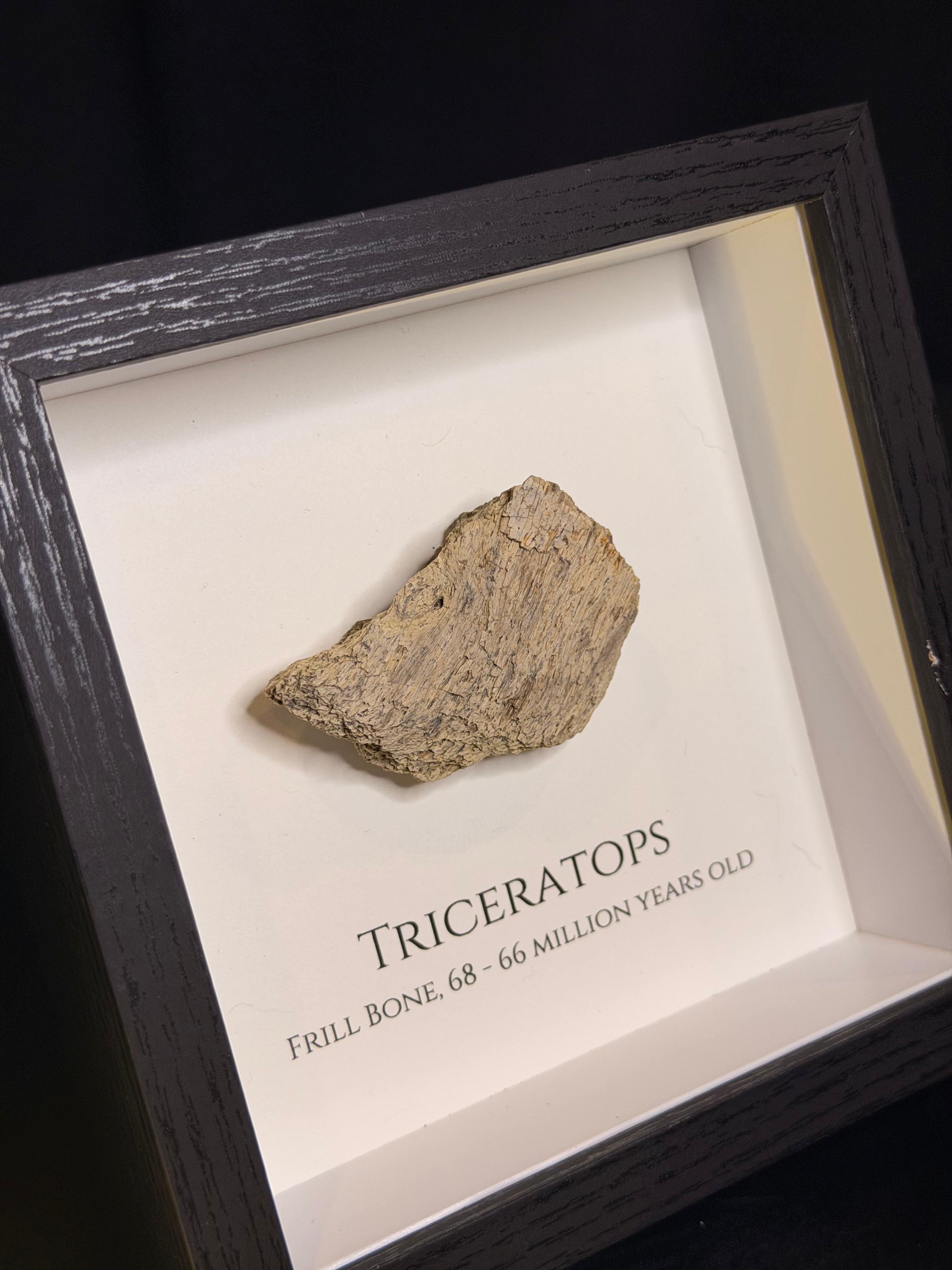 Framed Triceratops Frill fragment - Hell Creek Formation