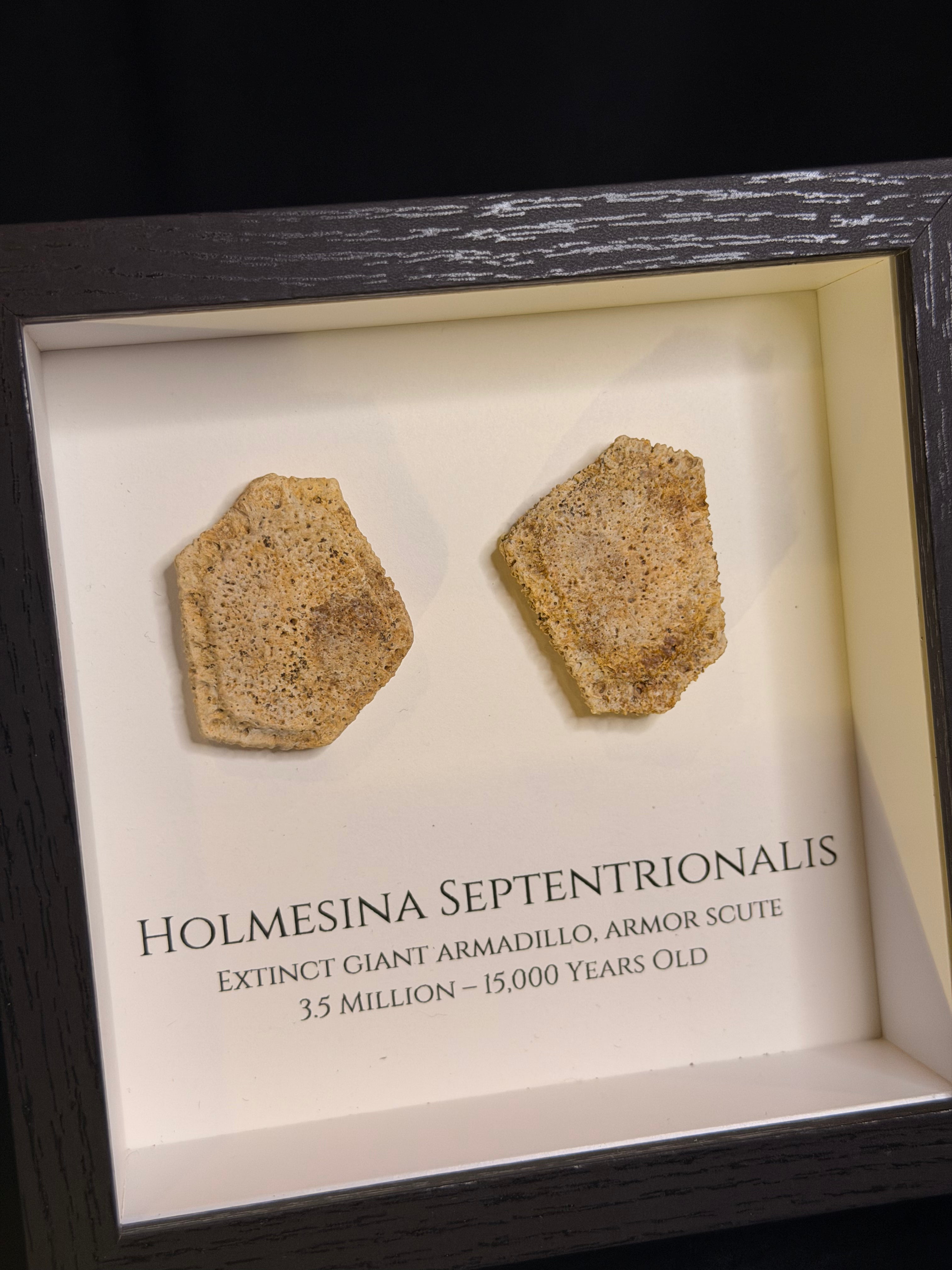 Framed Giant Armadillo scutes