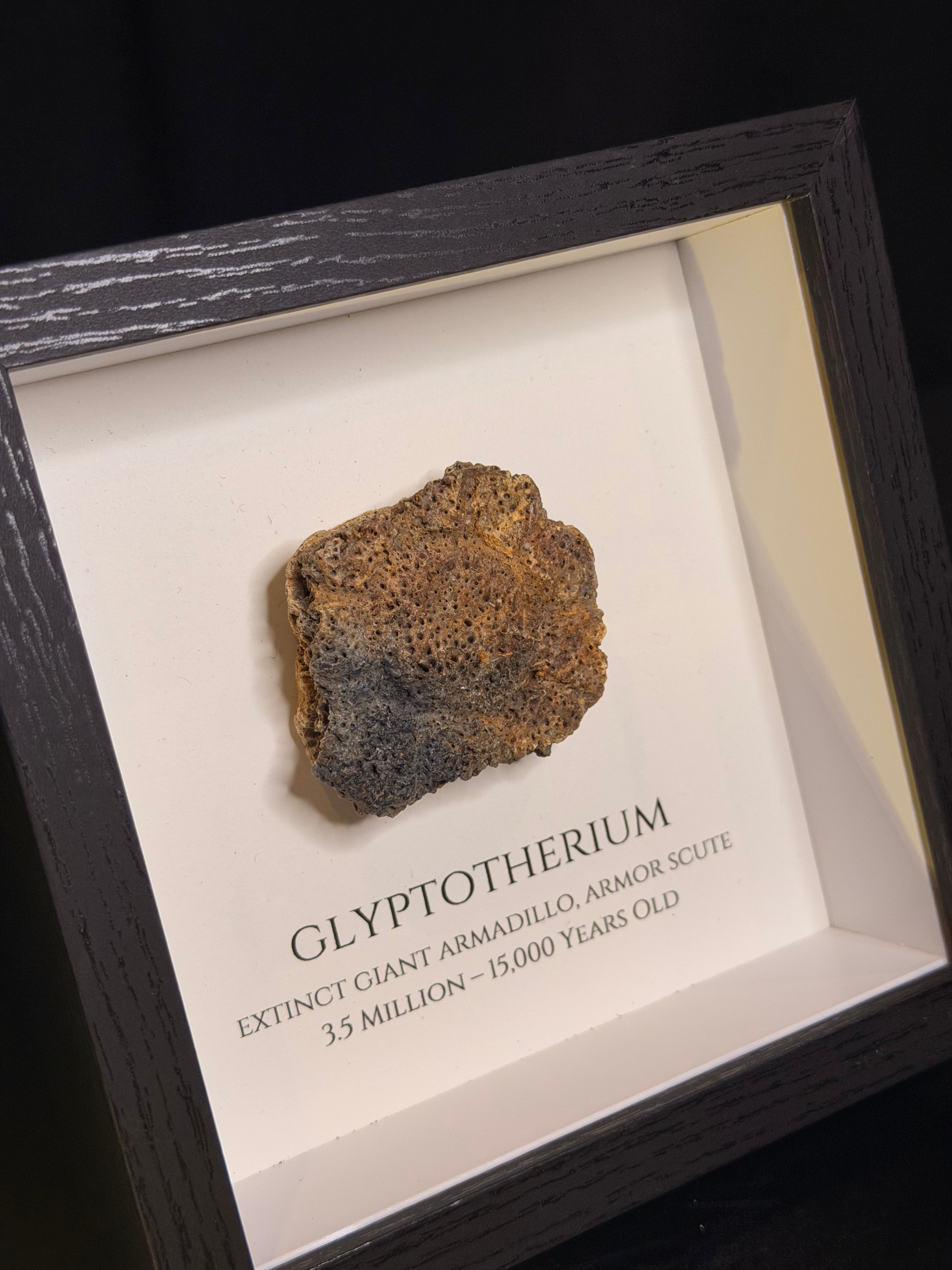 Framed Glyptotherium / Glyptodon scute